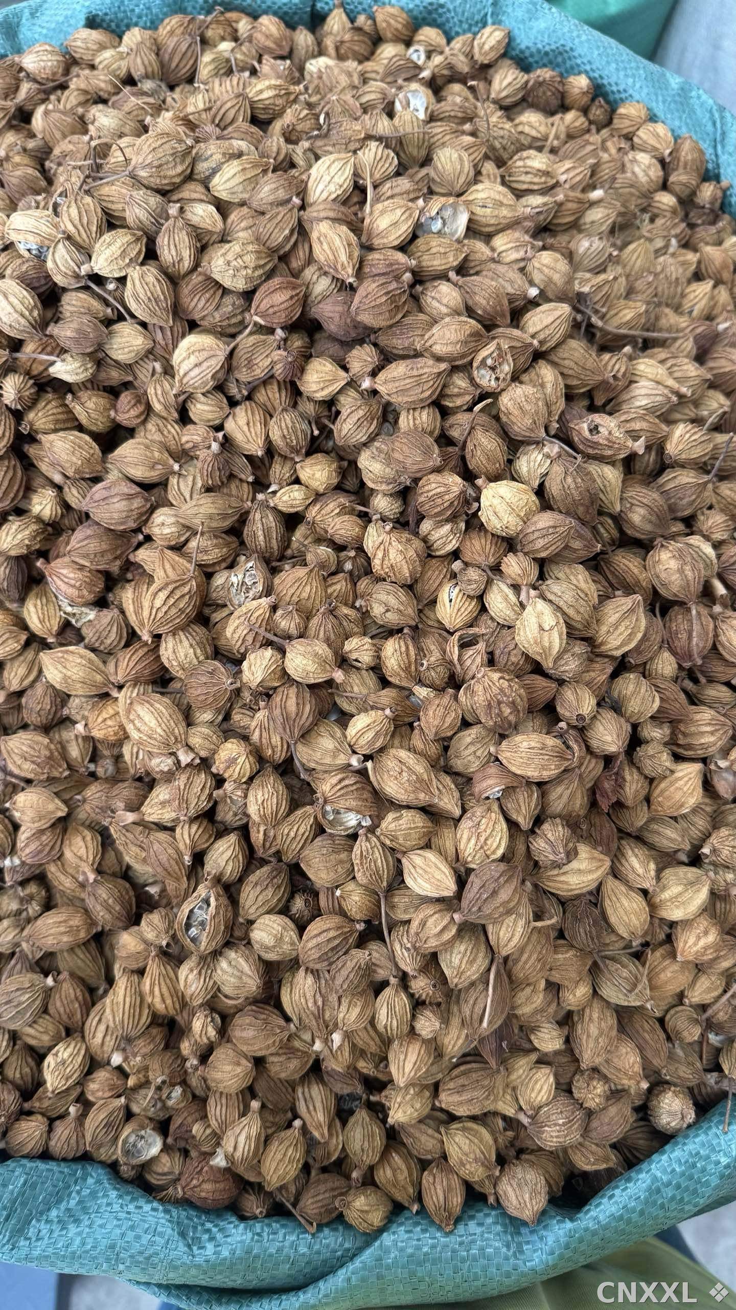 spice_16293_f00c67f2_3.jpg