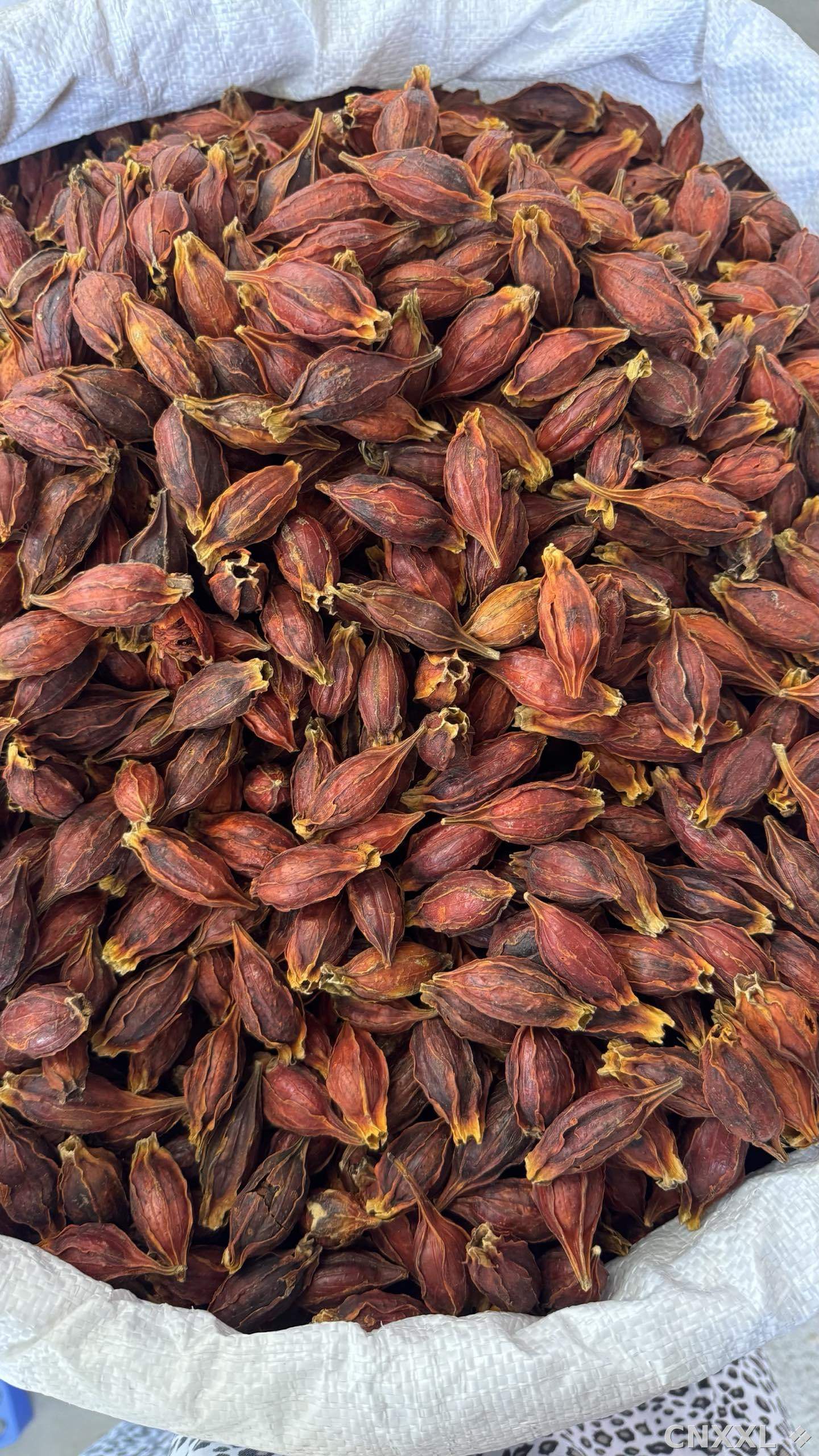spice_16452_6b9c20da_3.jpg