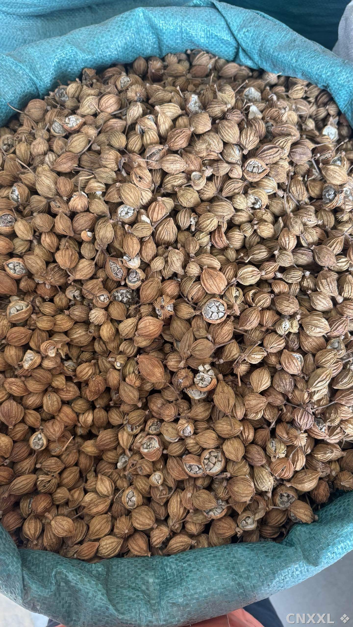 spice_16463_91bf7f1c_3.jpg