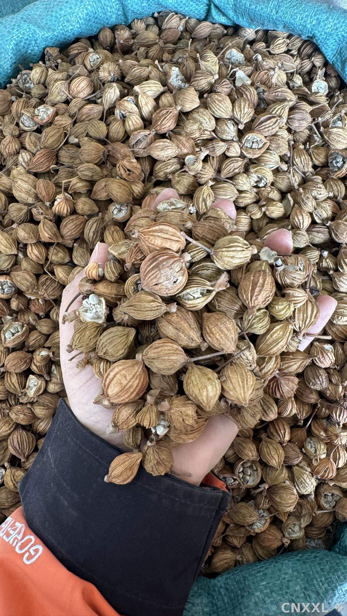 spice_16463_f8860b78_1.jpg