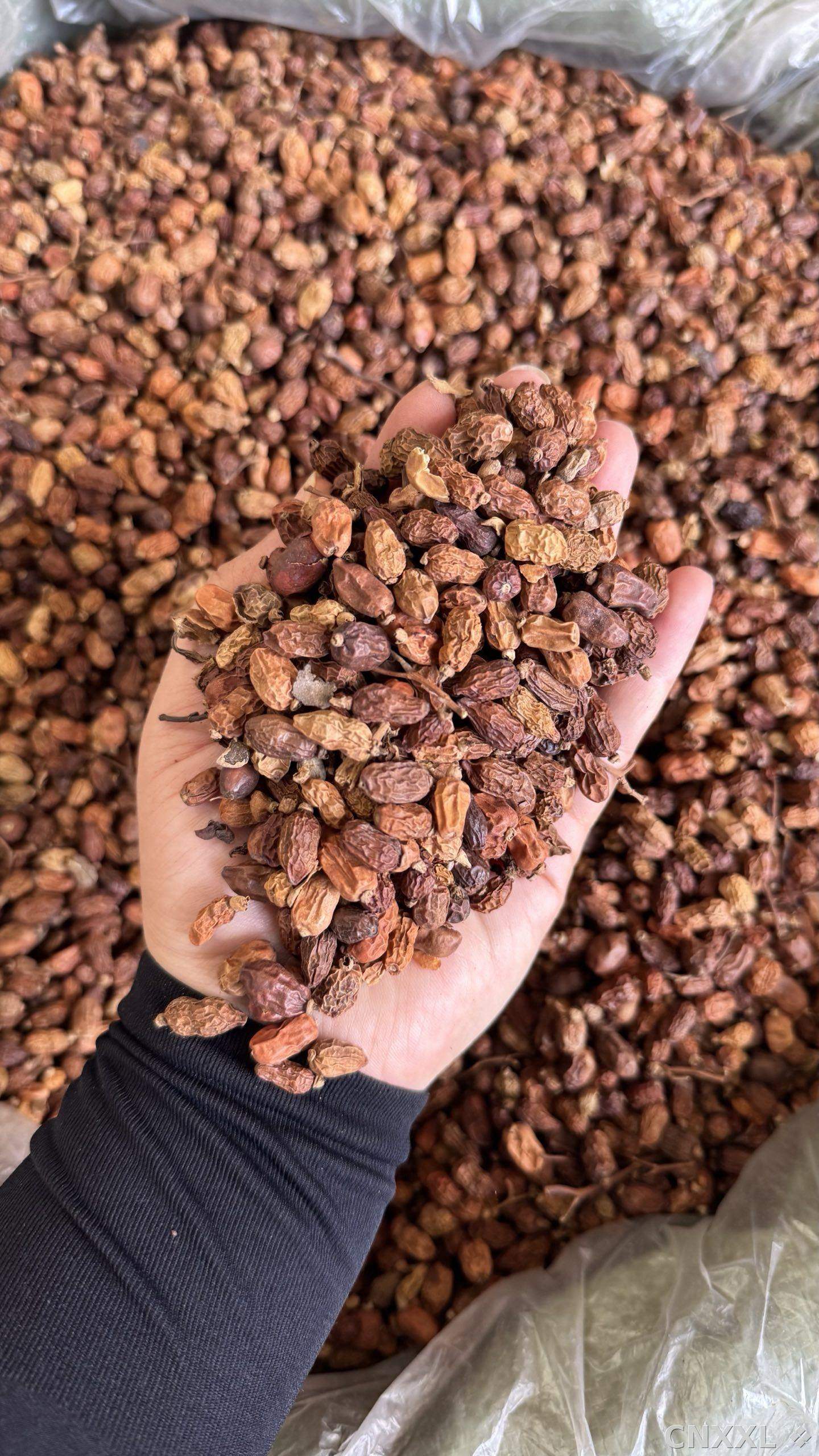 spice_16500_f240c23e_1.jpg