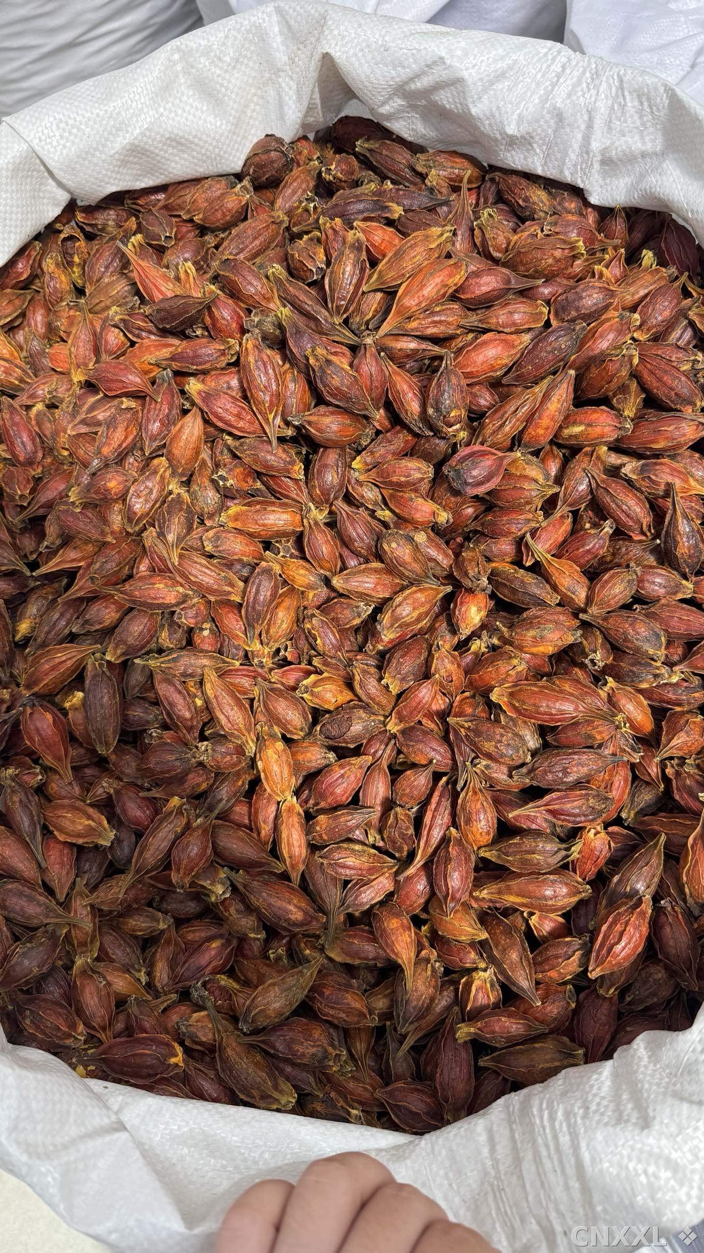 spice_16516_61e80b70_3.jpg