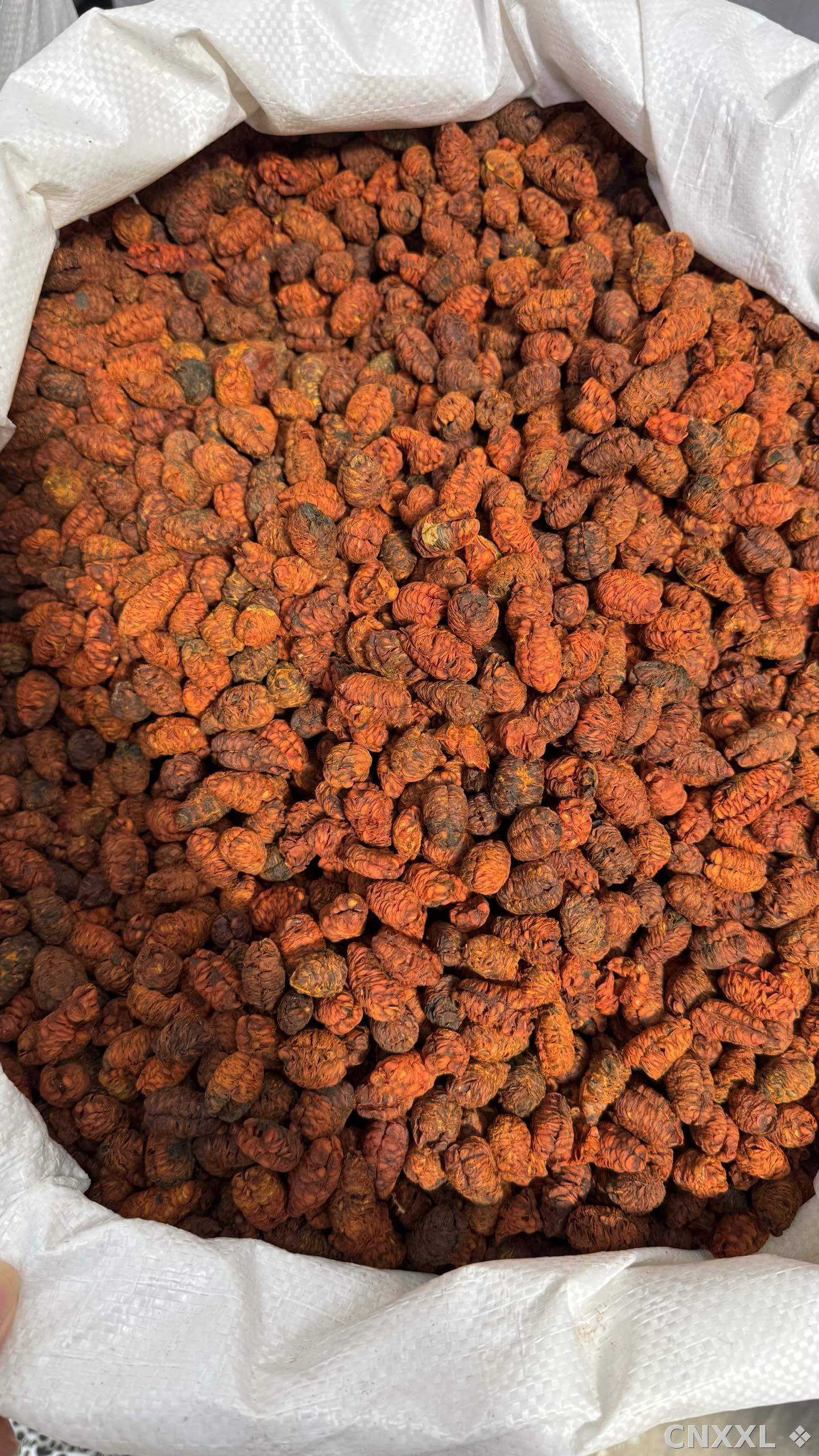 spice_16517_3c06b808_3.jpg