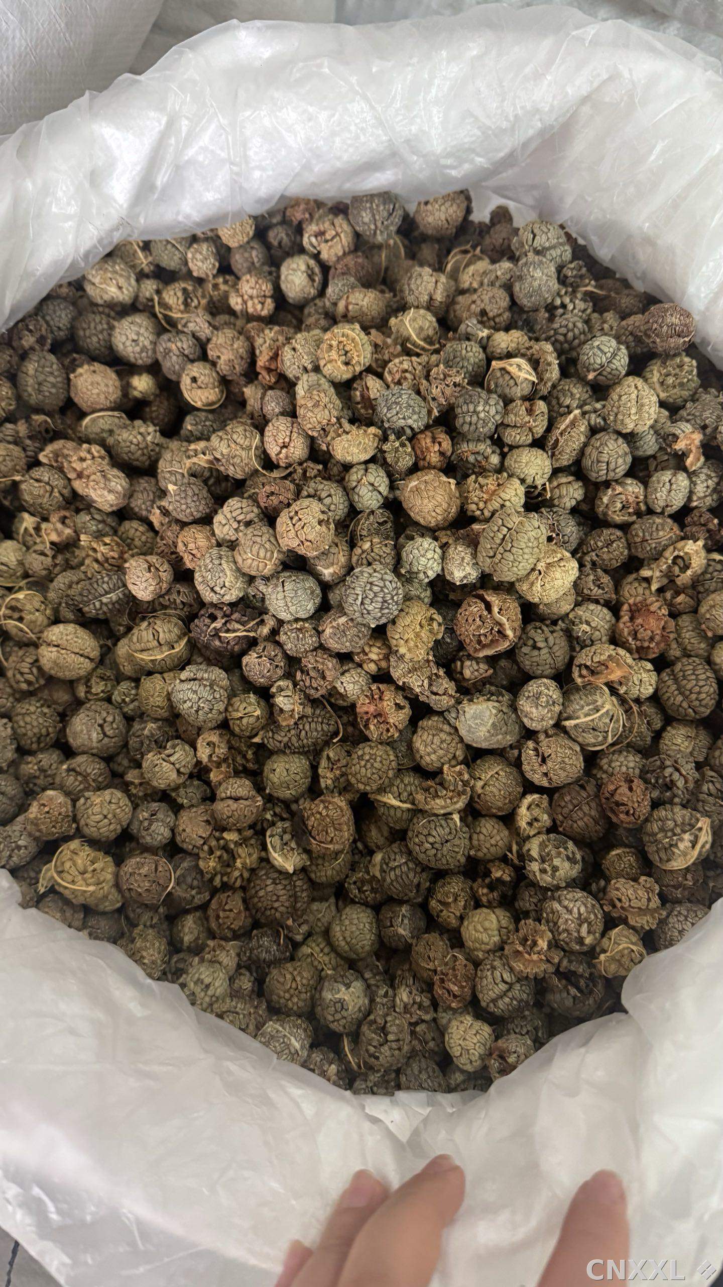 spice_16521_0fa9acb9_3.jpg