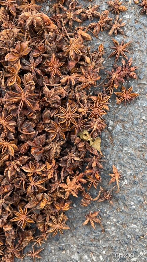 spice_16999_f5fcf88a_1.jpg