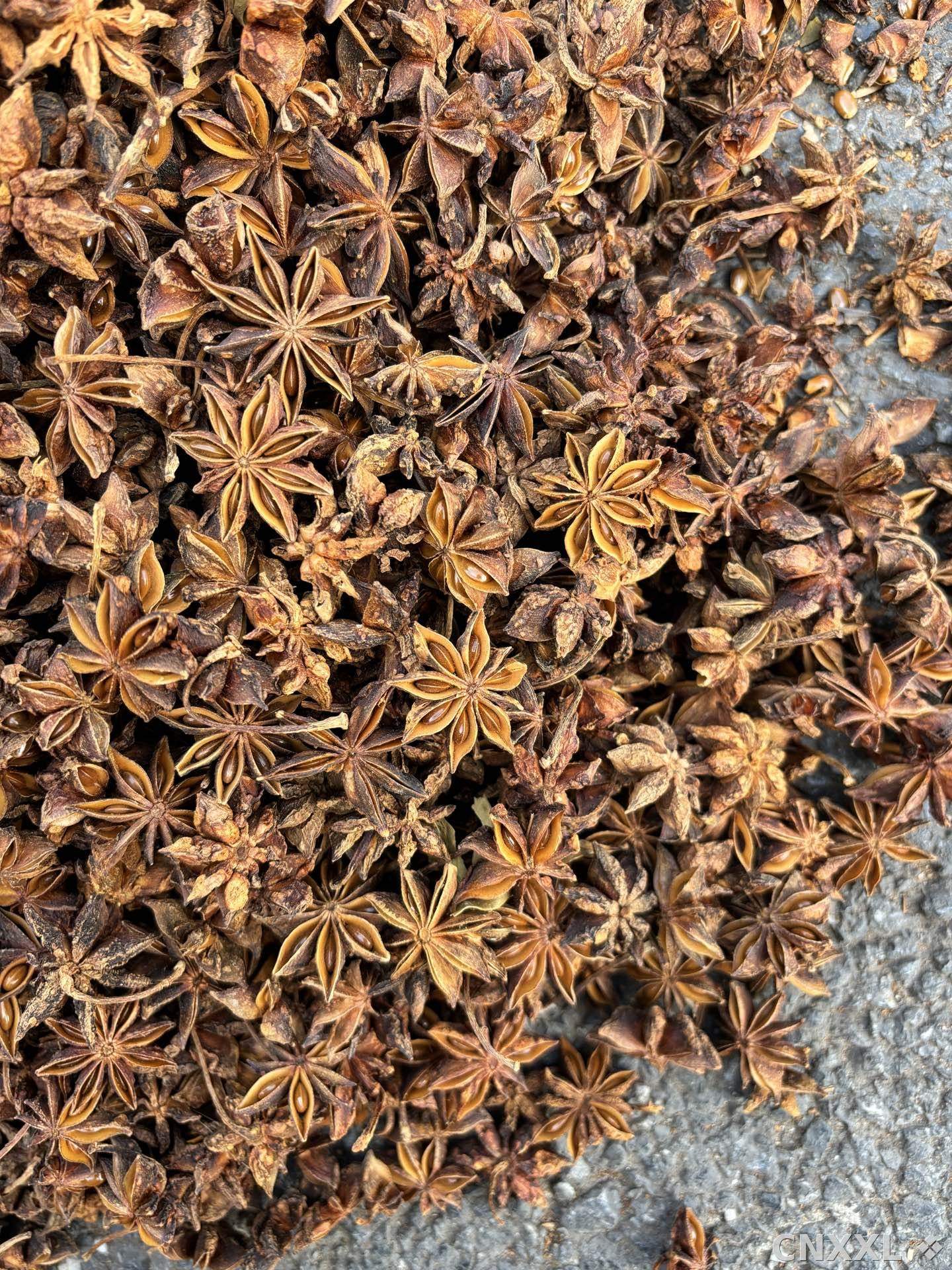 spice_17000_682745cb_1.jpg