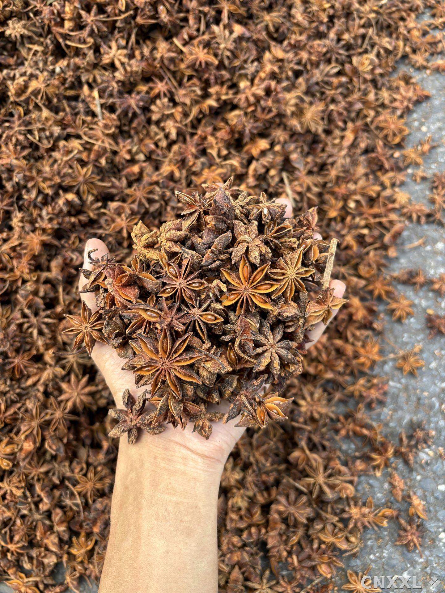 spice_17000_ea5f7cb8_3.jpg