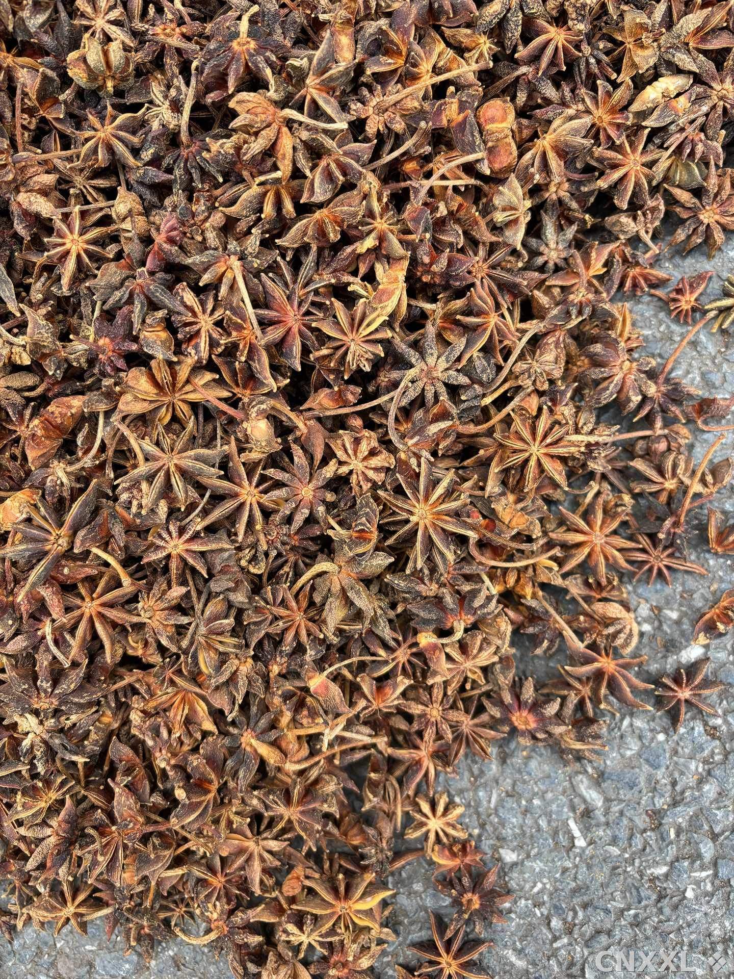 spice_17052_9ce4df99_3.jpg