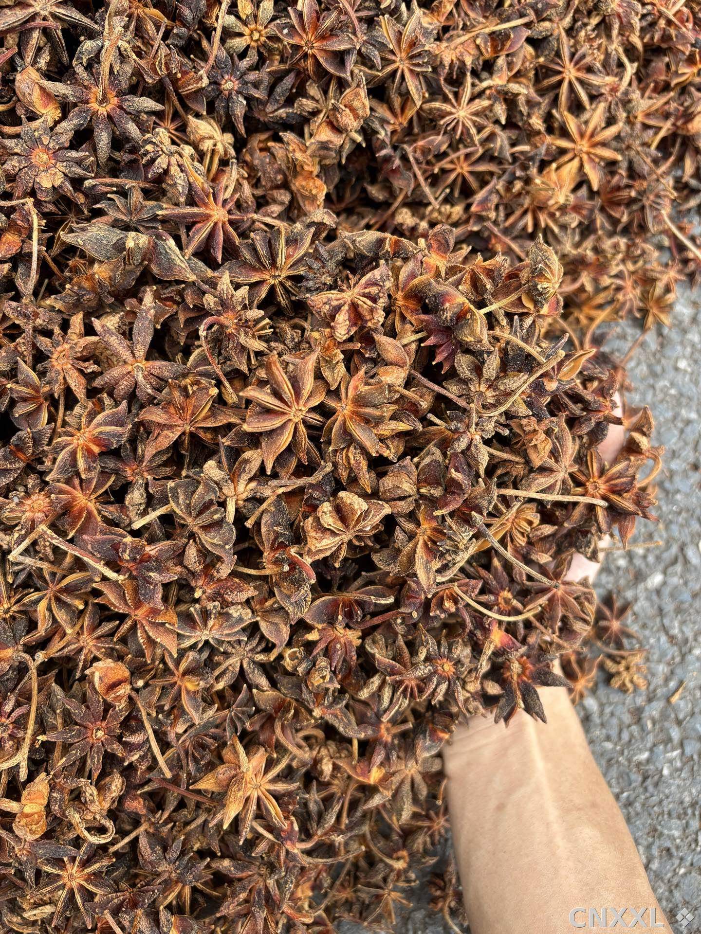 spice_17052_dab0d1b8_1.jpg