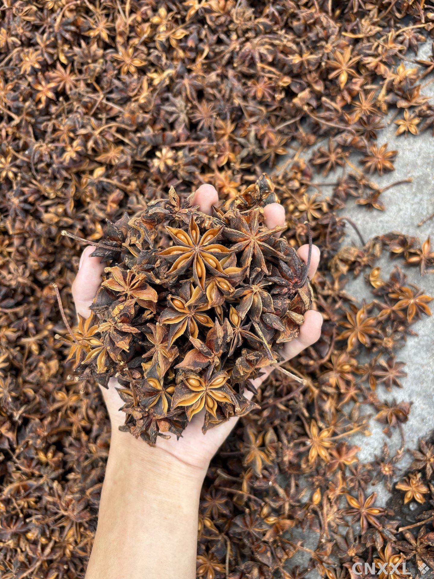 spice_17057_b7906cf4_2.jpg