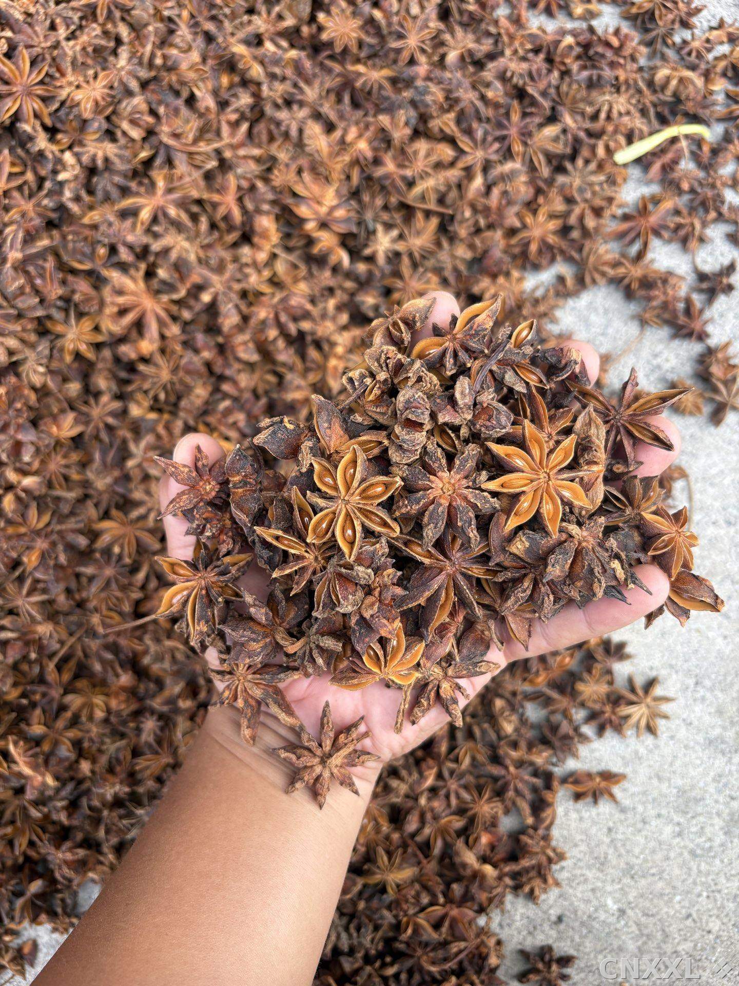 spice_1750260_6b57e54f_1.jpg