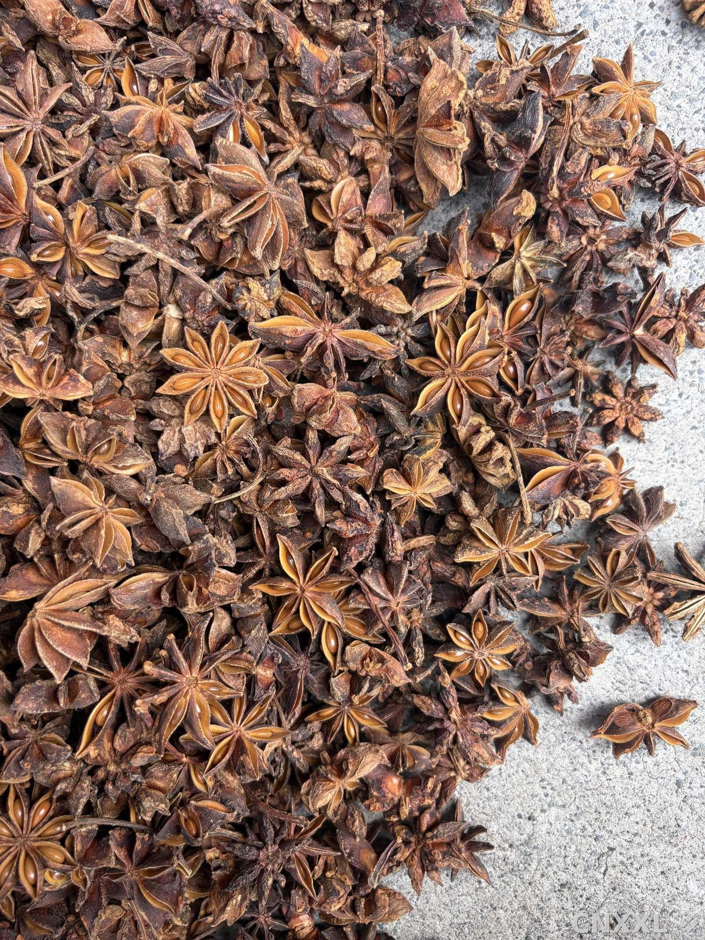 spice_1750260_aa1836b5_3.jpg
