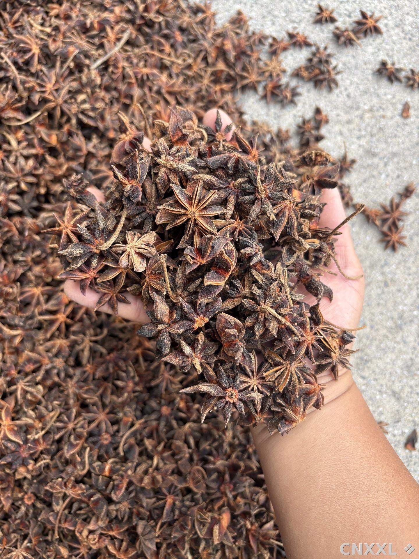 spice_1750265_3a6f5cf1_1.jpg