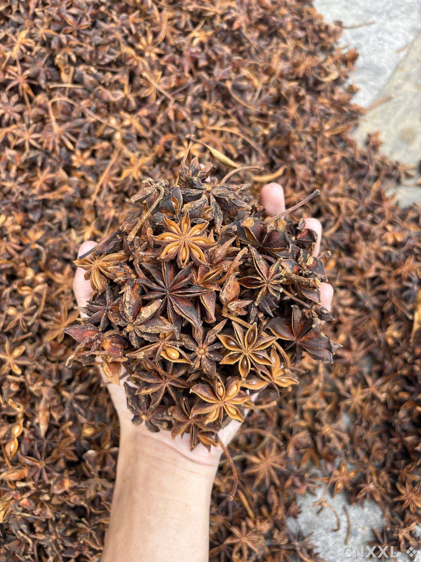 spice_17604_9a28fe94_2.jpg