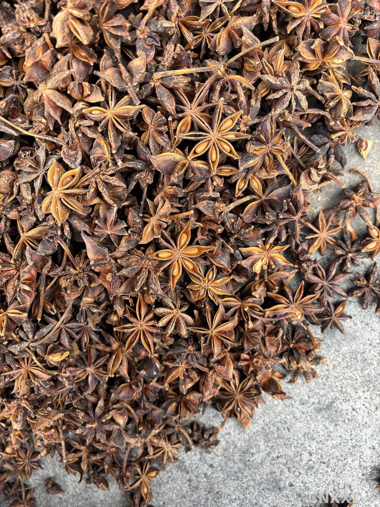spice_17604_e909ce97_3.jpg