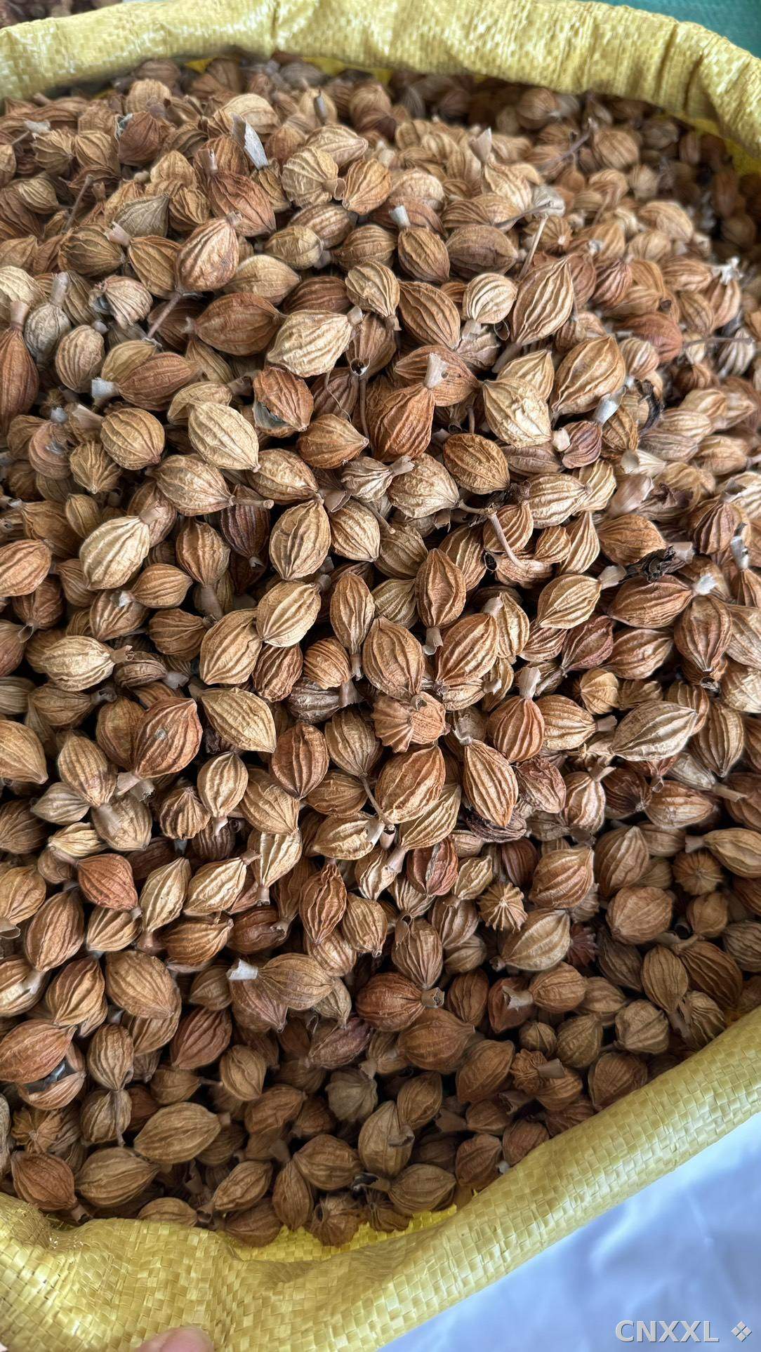 spice_17641_7f0718ec_3.jpg
