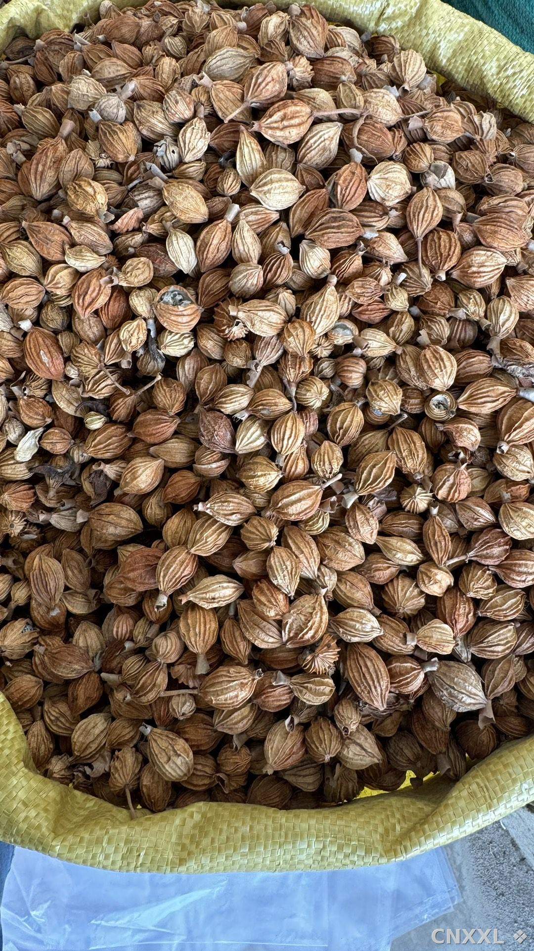spice_17641_a6f7caed_2.jpg