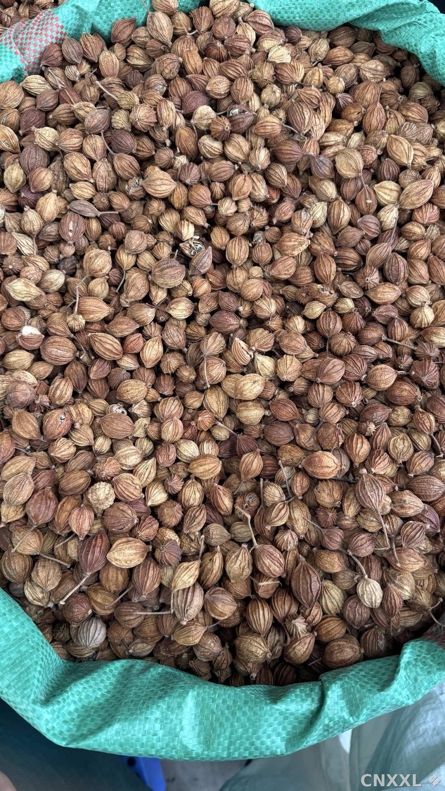 spice_1785480_d21da783_2.jpg
