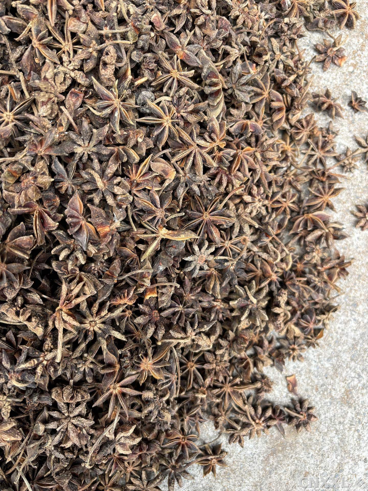 spice_18403_1336fdc2_3.jpg
