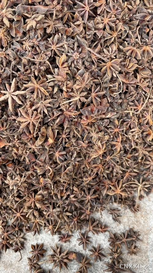 spice_18404_e11b1589_1.jpg
