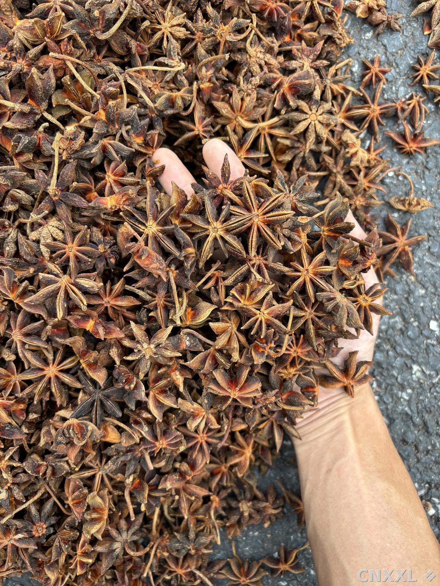 spice_1846150_ea2aace7_1.jpg