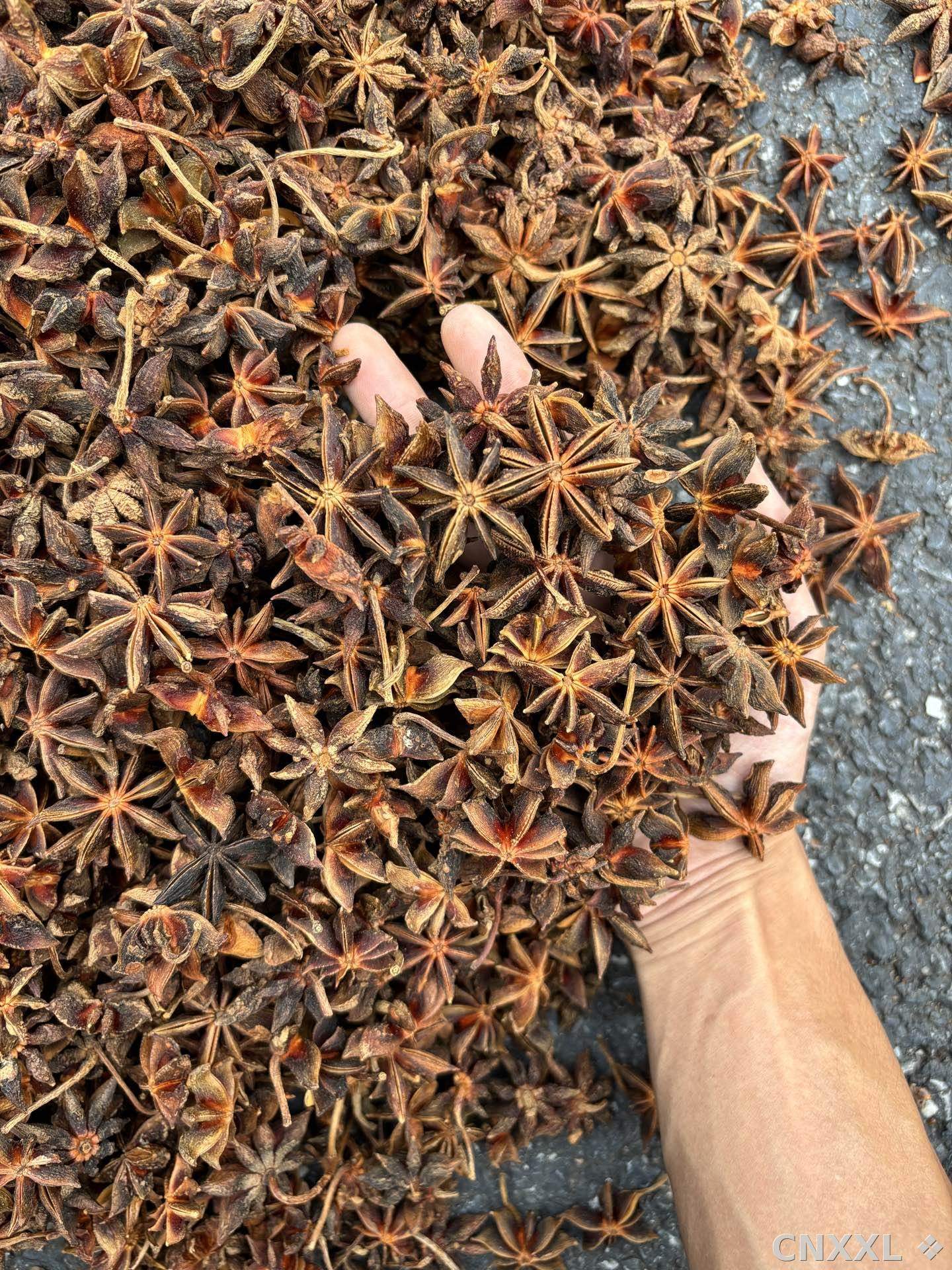 spice_1846150_ff01fa12_2.jpg