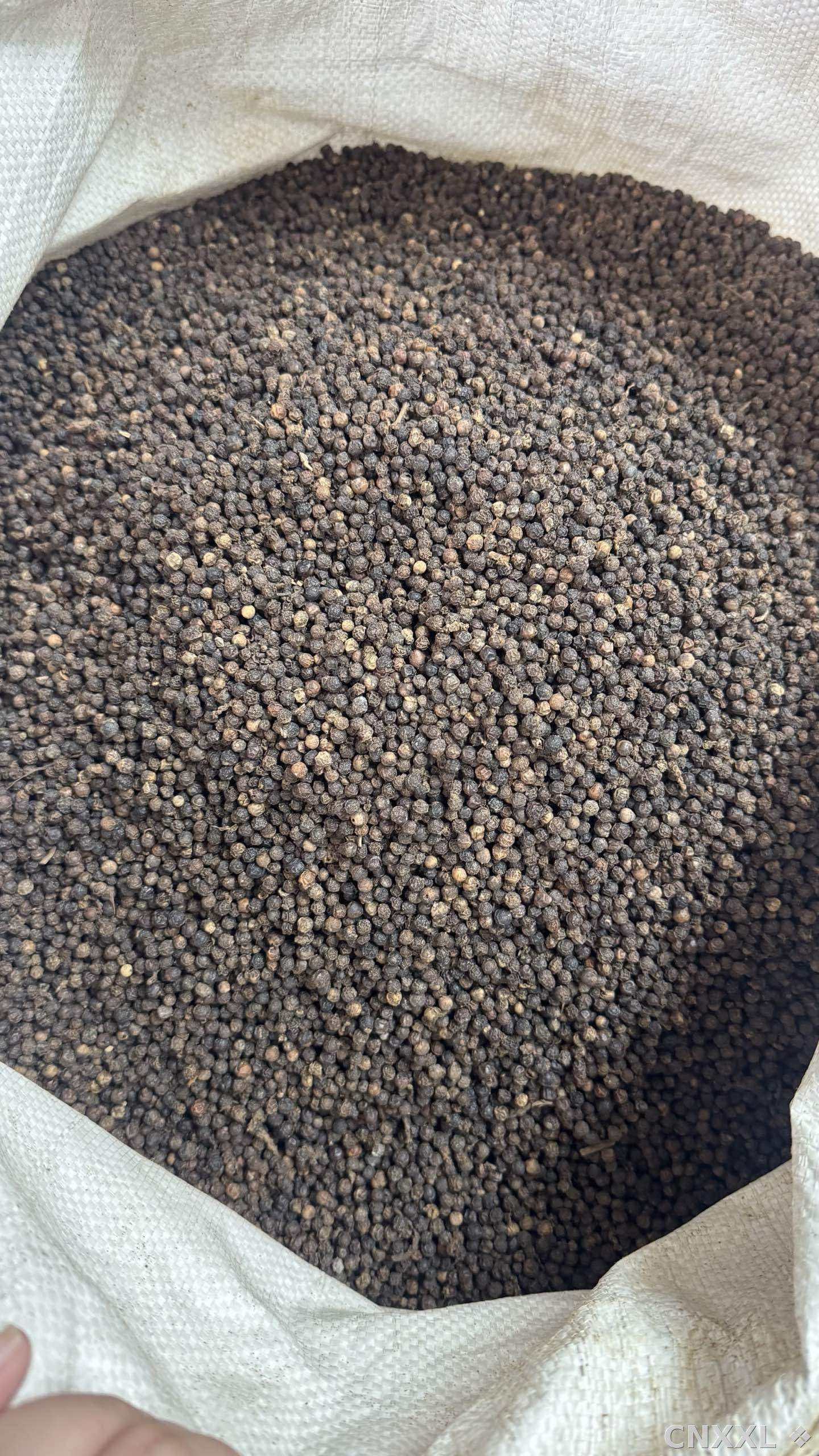 spice_18499_1ae1948d_3.jpg
