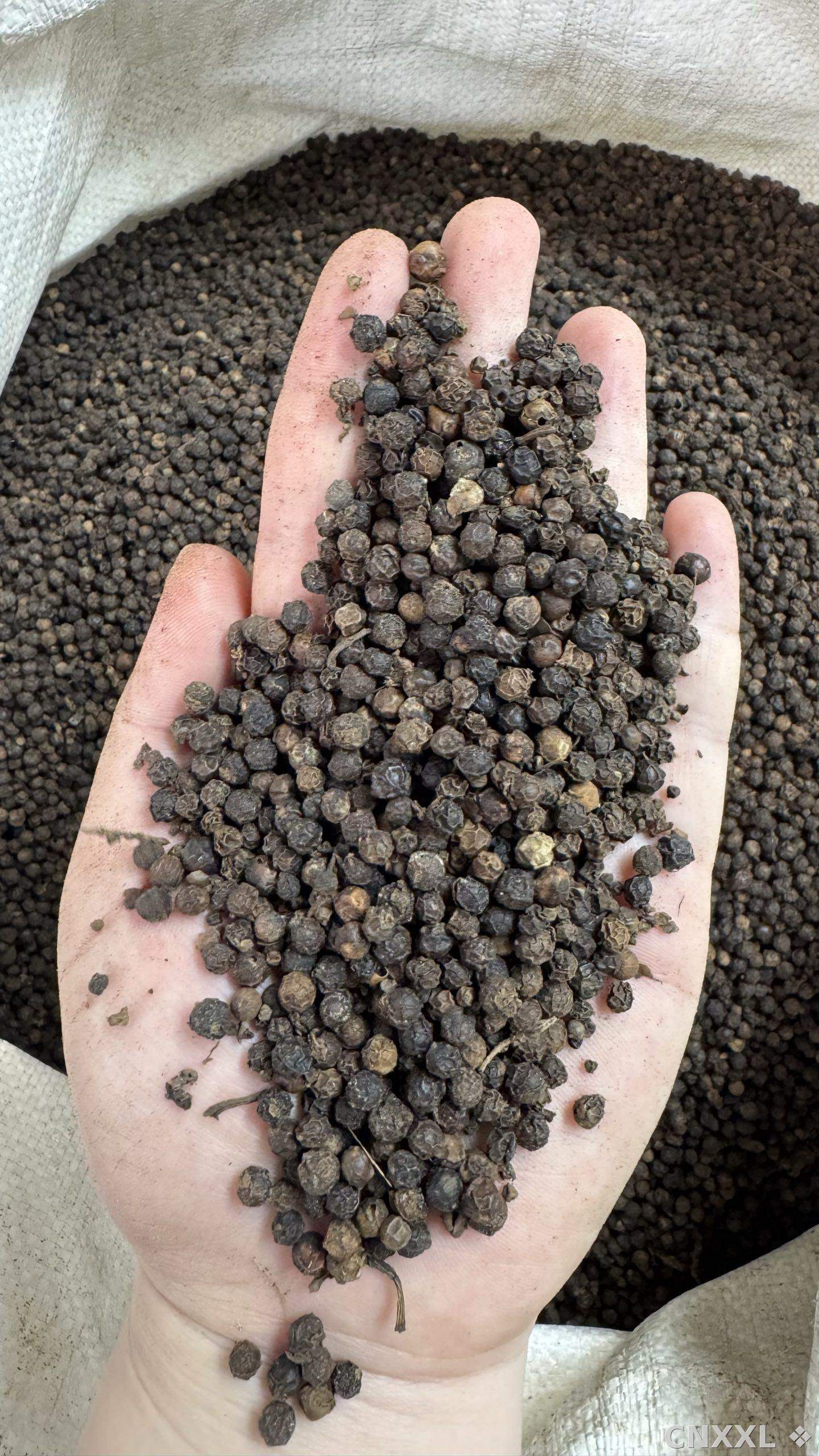 spice_18499_88b942df_1.jpg