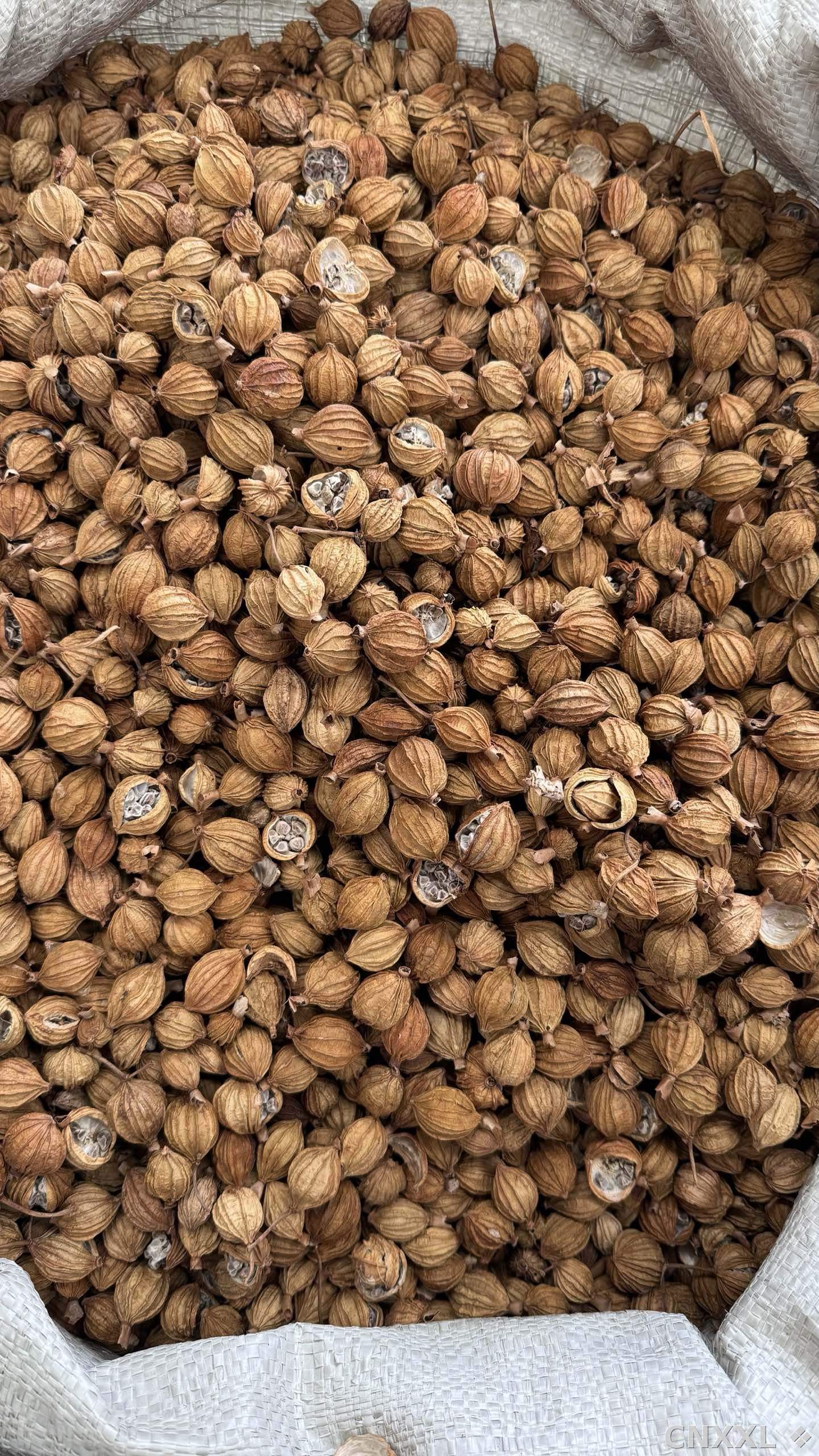 spice_1851132_c6db79b5_3.jpg