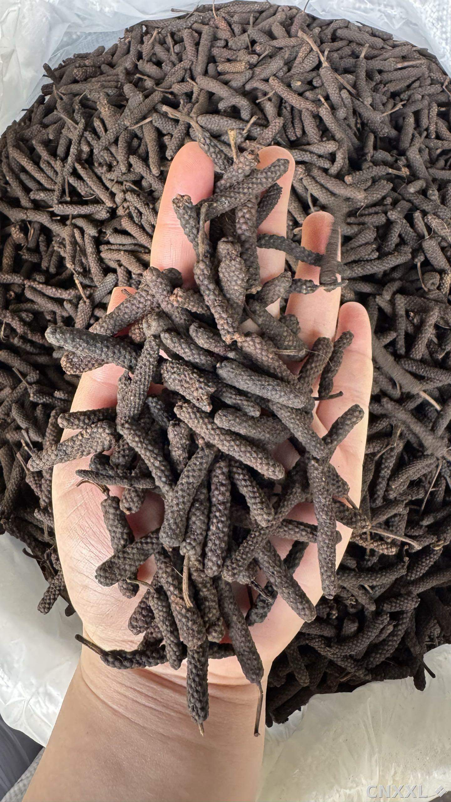 spice_18532_bcef4ce0_2.jpg