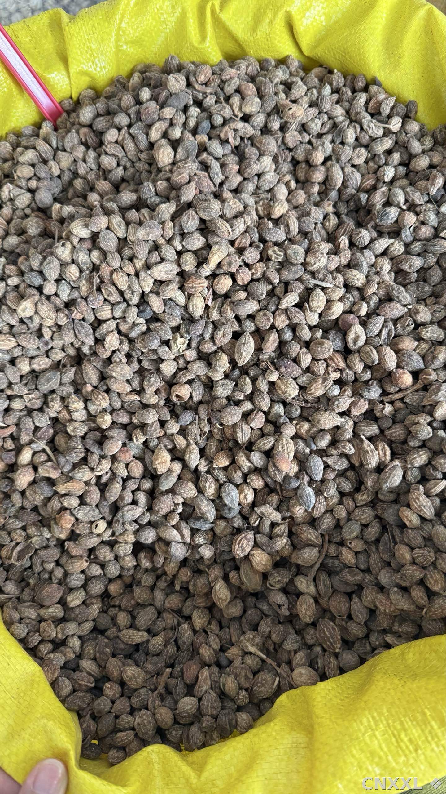 spice_18564_3fd4d3c7_2.jpg