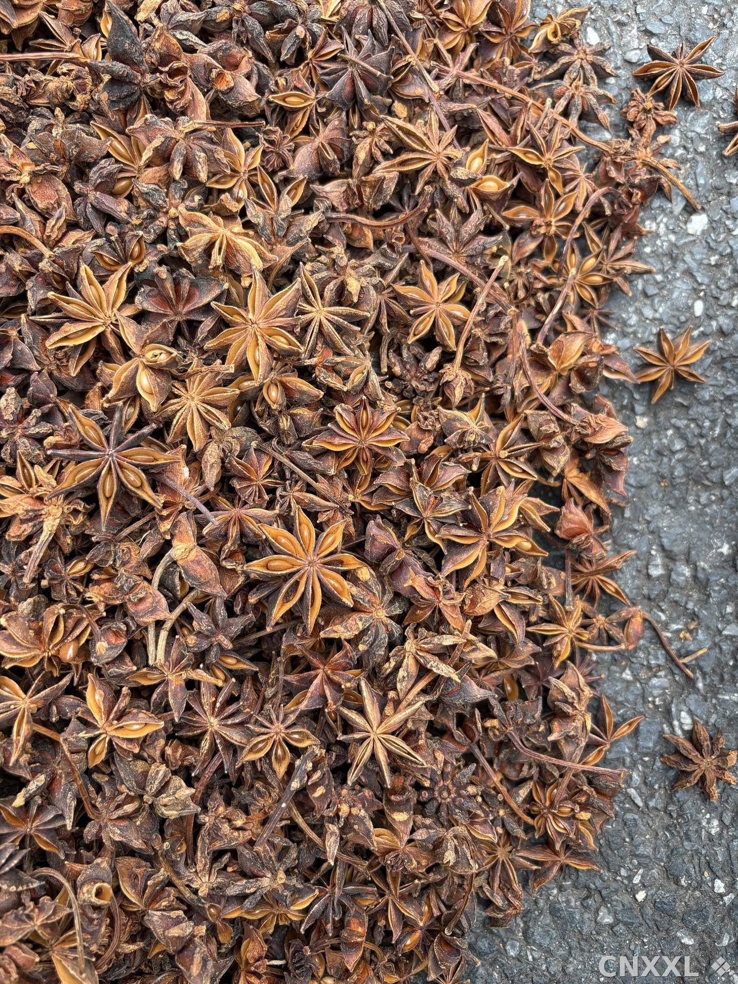 spice_18691_46e651f3_3.jpg