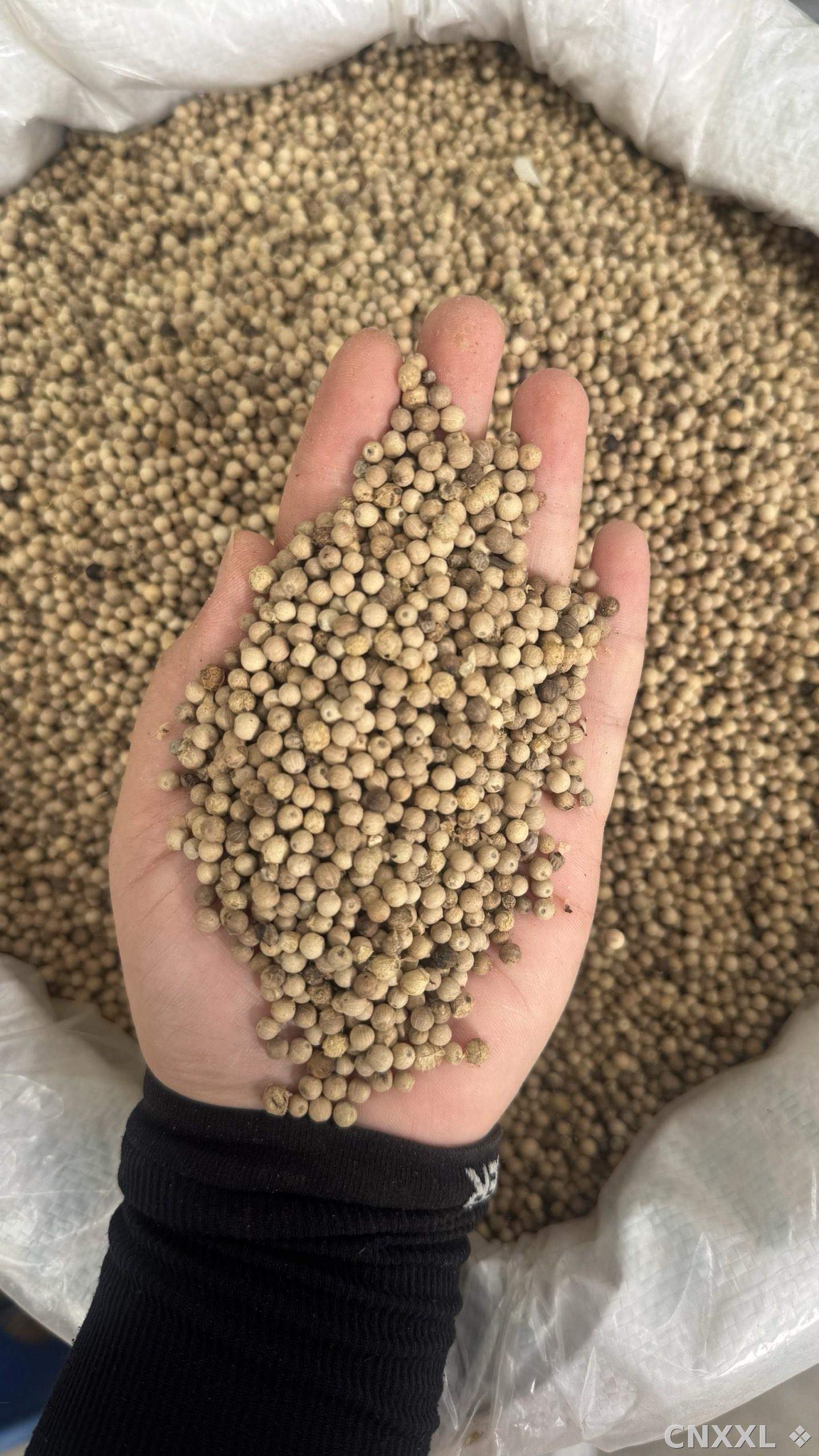 spice_18789_0d8a53f0_2.jpg