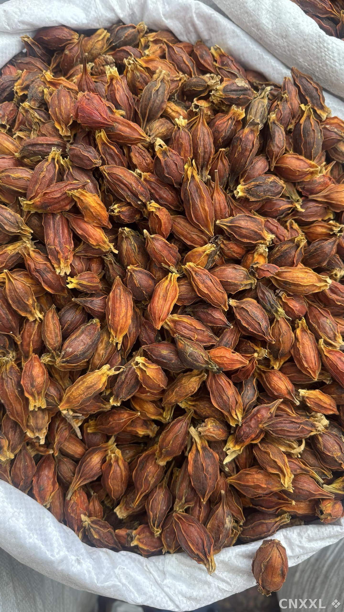 spice_18799_f34331df_3.jpg