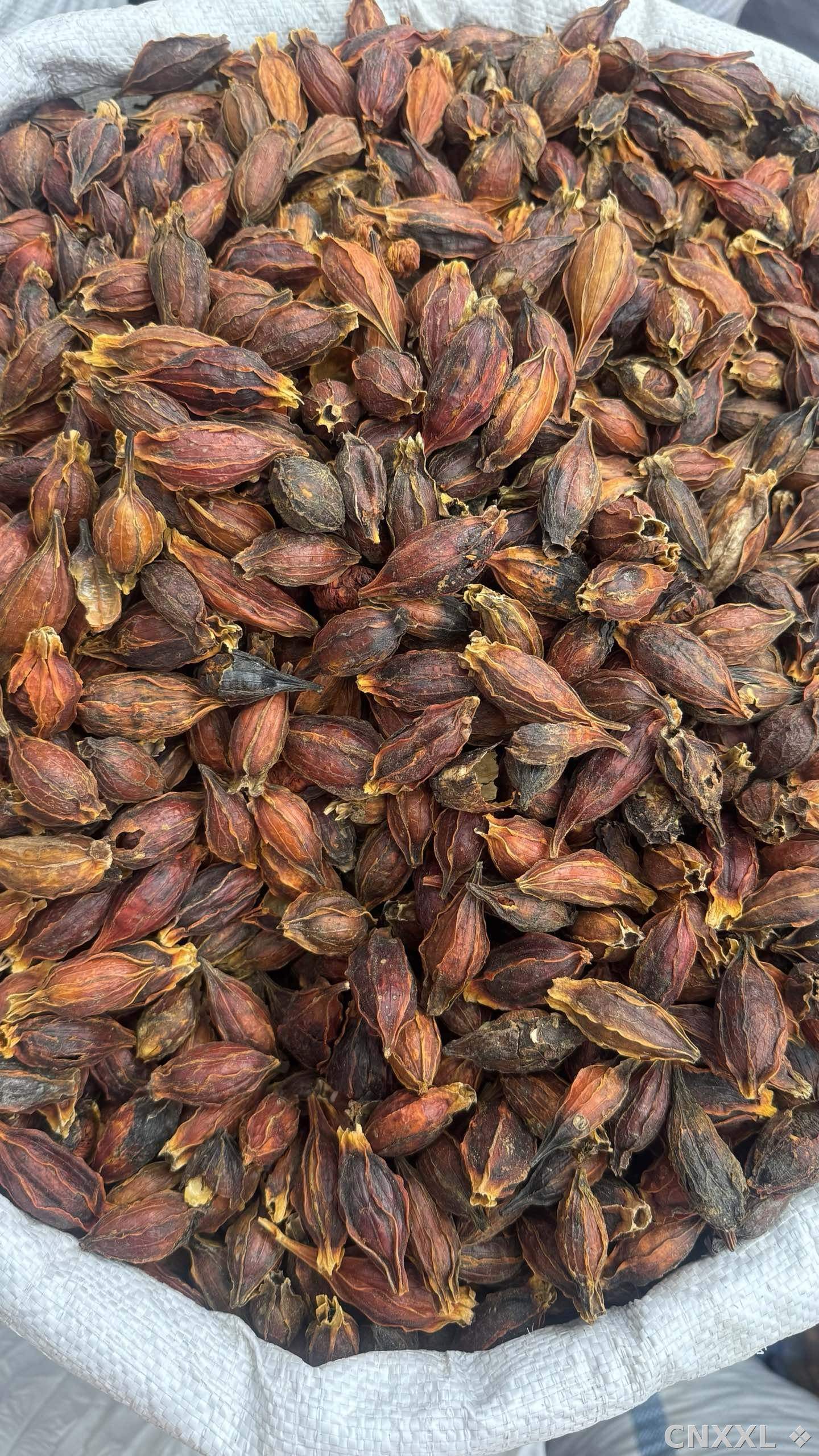 spice_18800_134dff0b_3.jpg