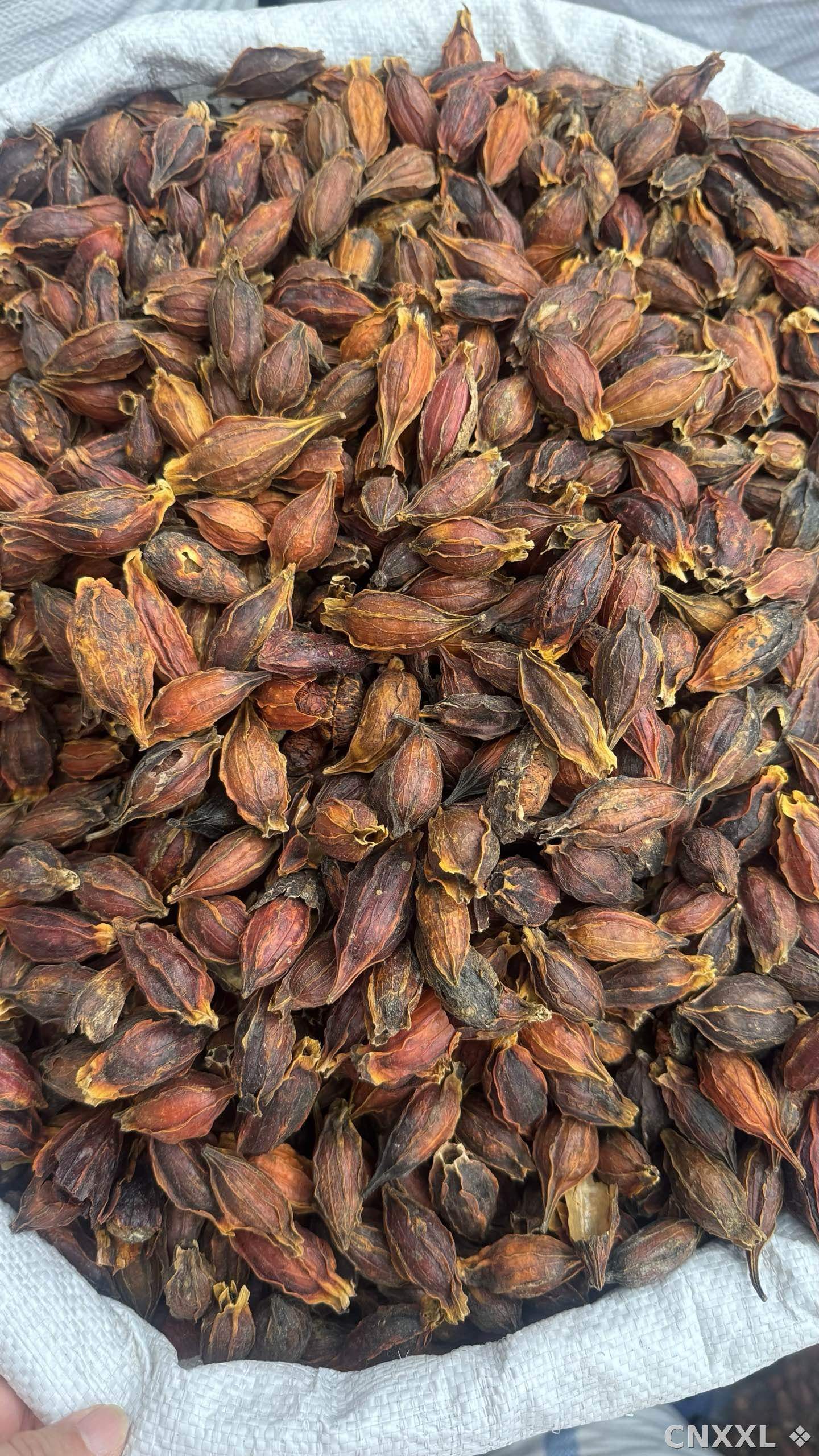 spice_18800_80af056e_2.jpg