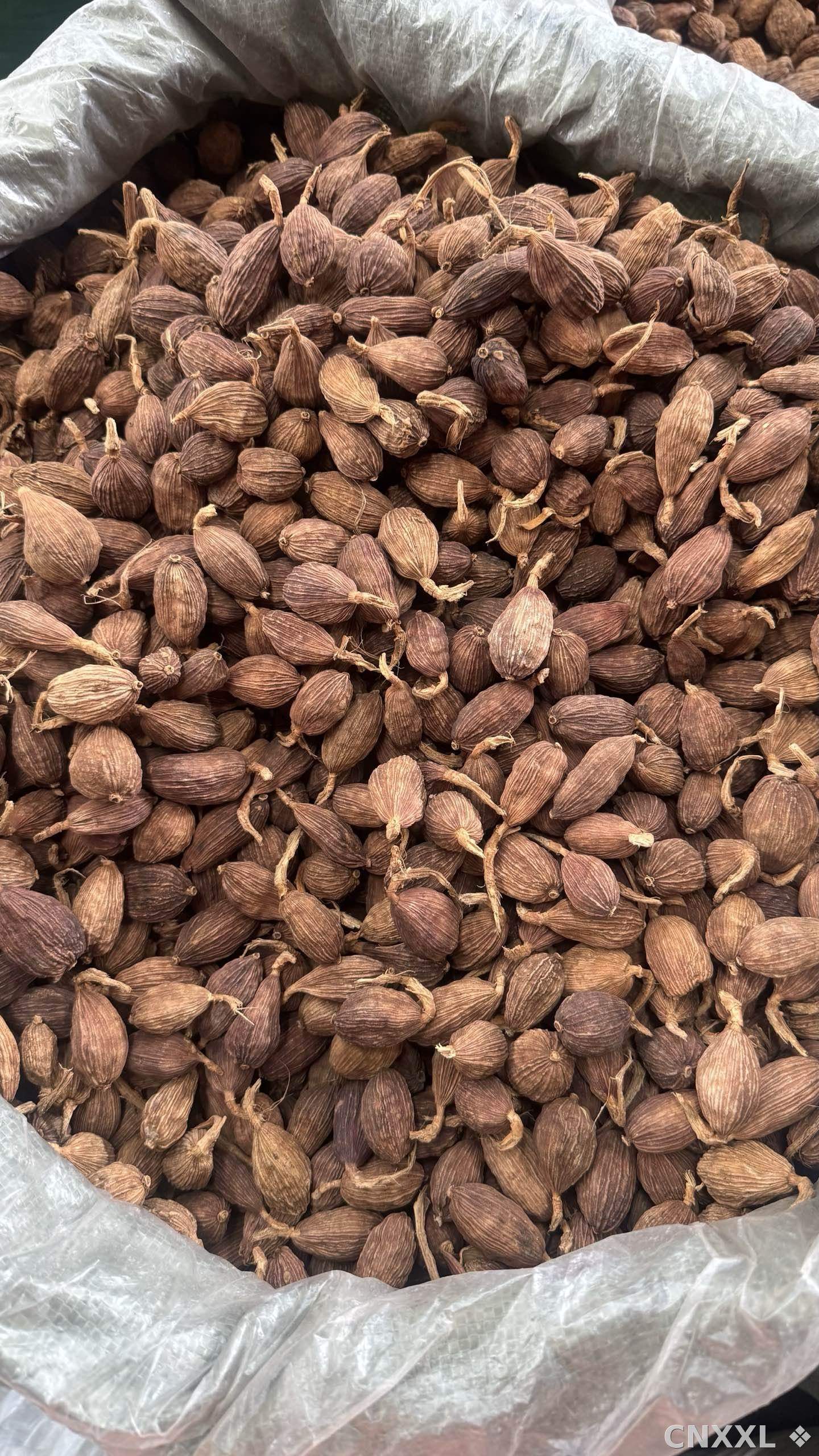 spice_18834_b65eada6_3.jpg