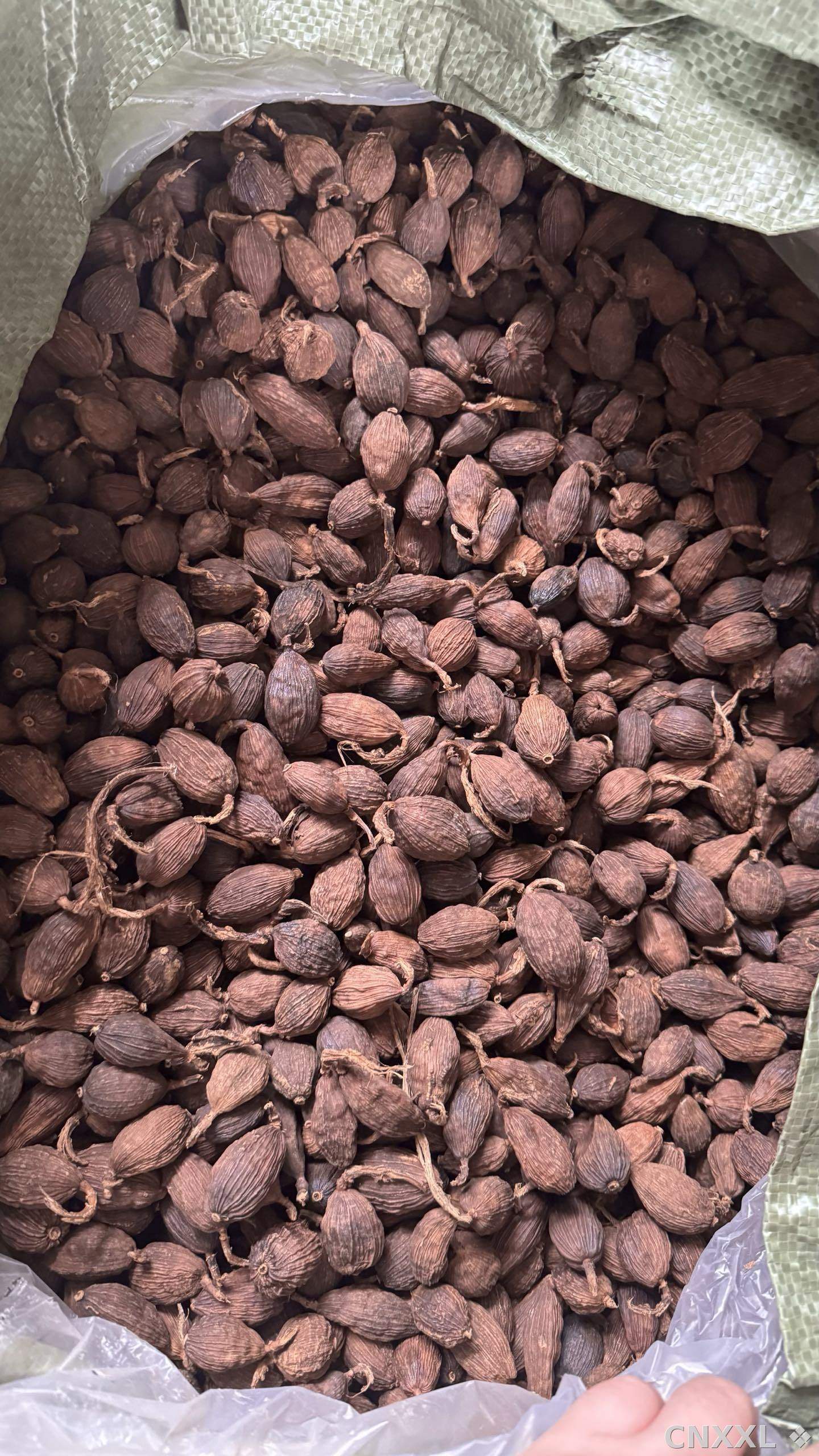 spice_18861_8b38bfe5_3.jpg