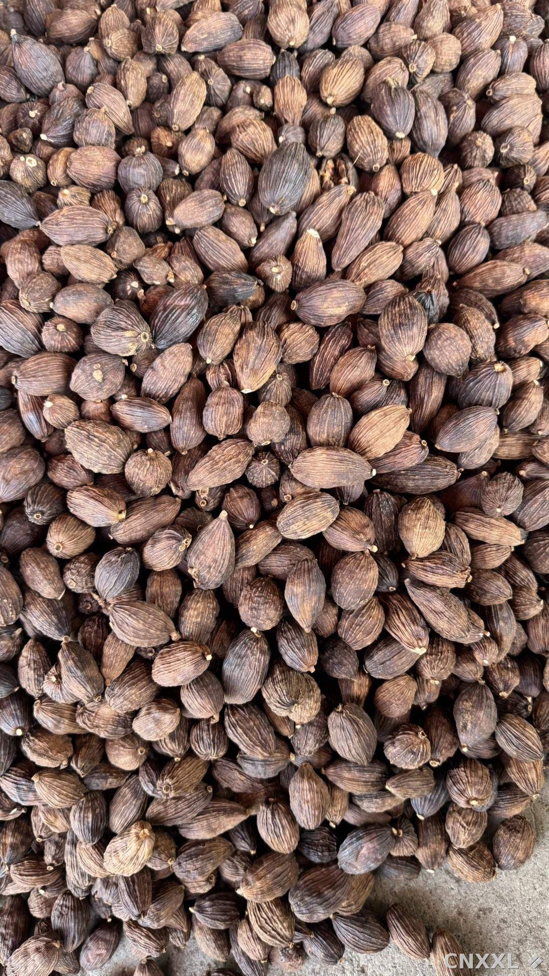 spice_18862_1c203963_2.jpg