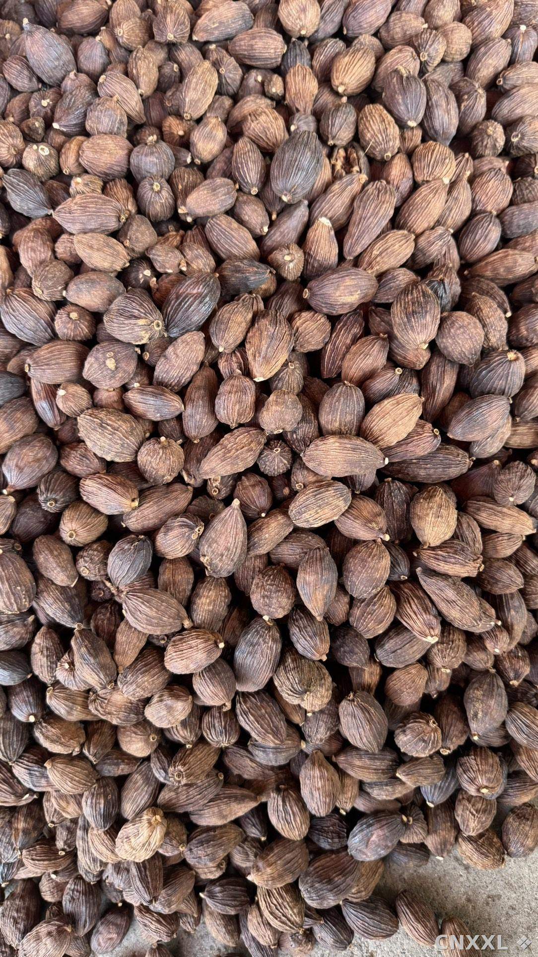 spice_18862_fe0e10c1_3.jpg