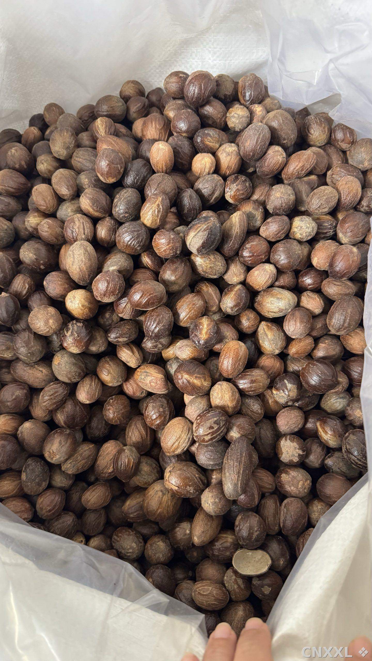 spice_1886526_a03ece39_3.jpg