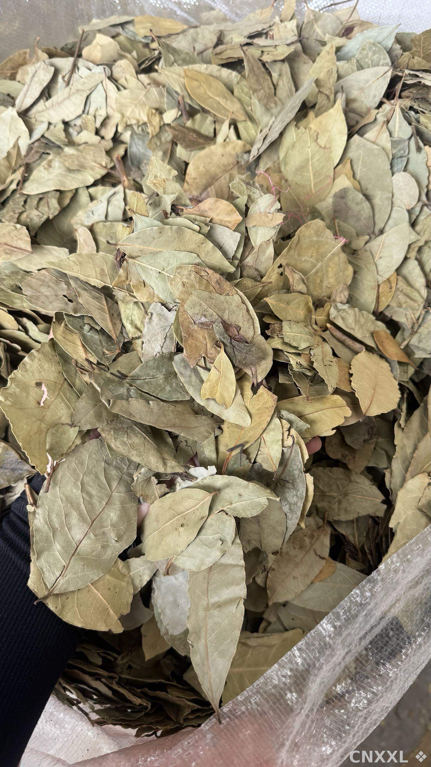 spice_19056_c6ef5cdd_2.jpg