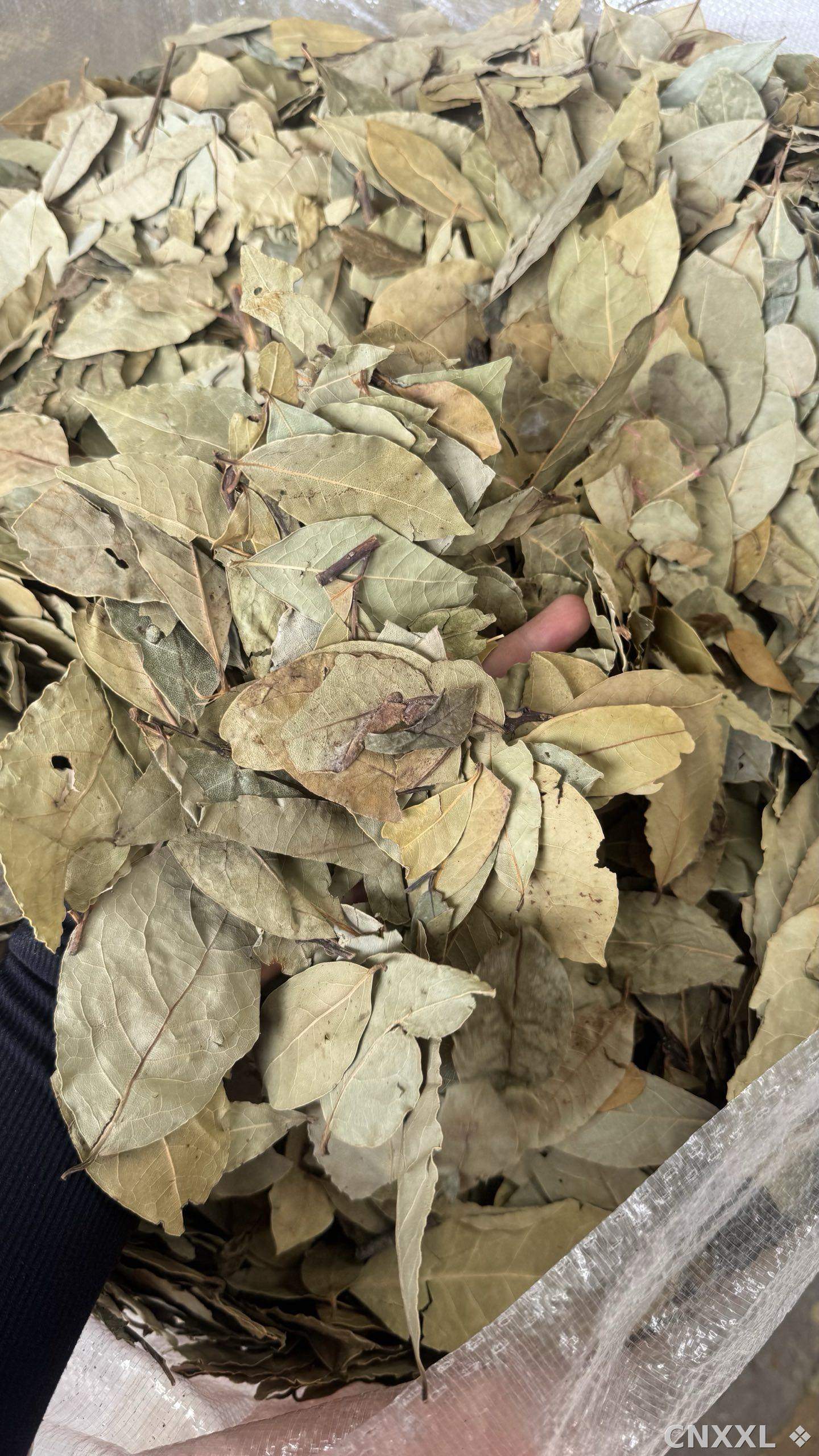 spice_19056_dc3c403e_1.jpg