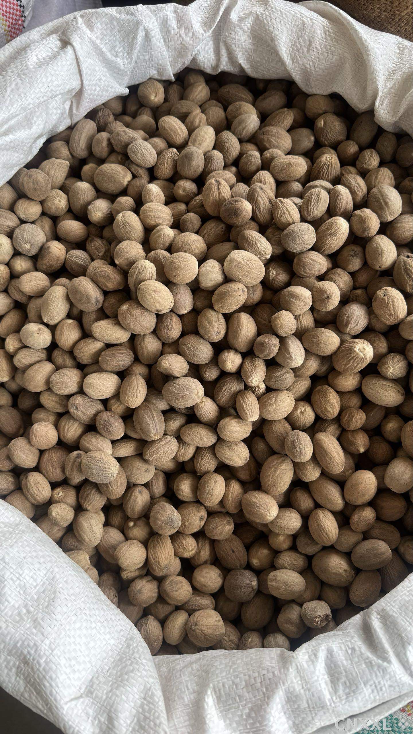 spice_19368_8a3ea500_3.jpg