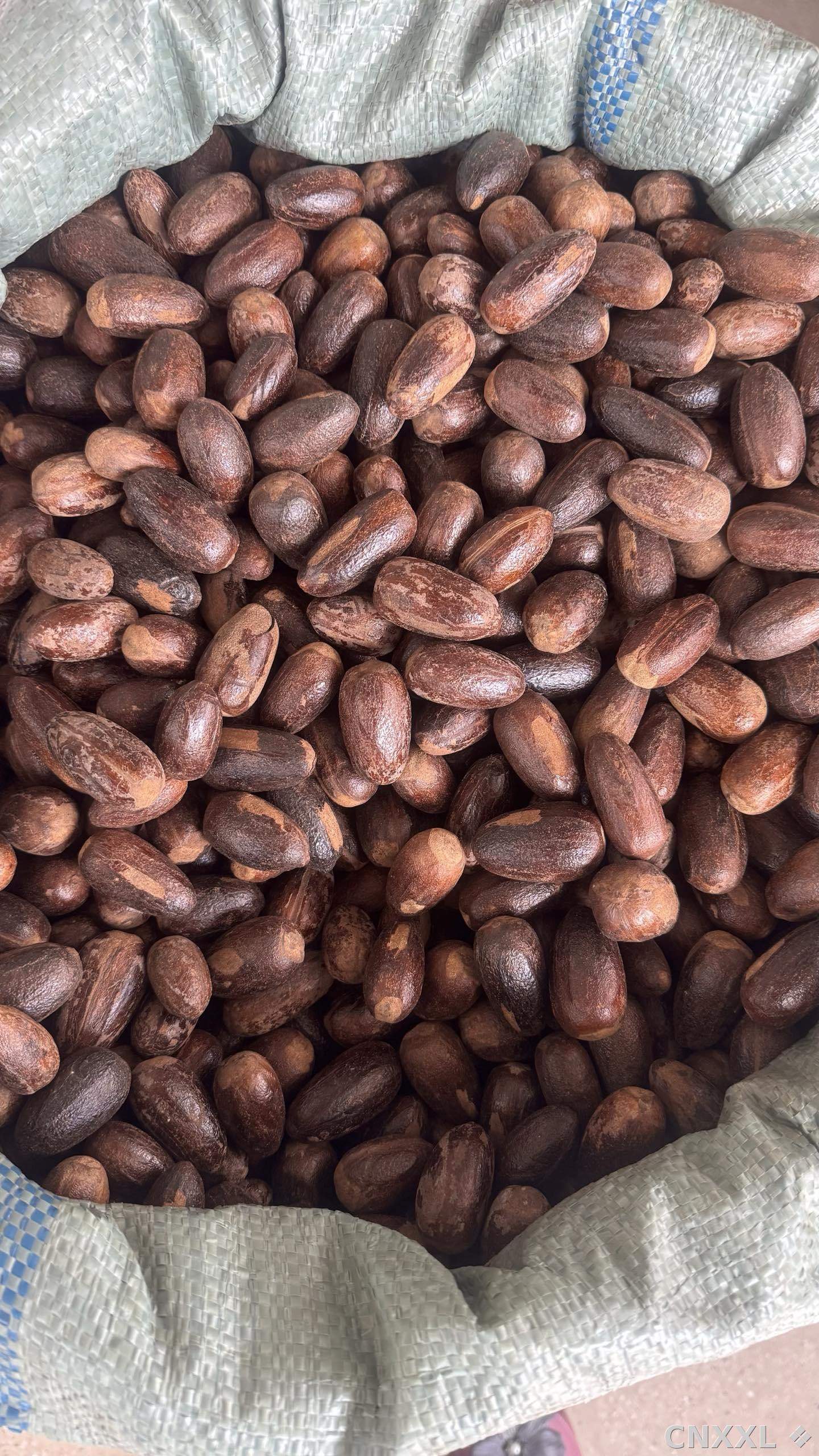 spice_19369_2e745b0a_2.jpg