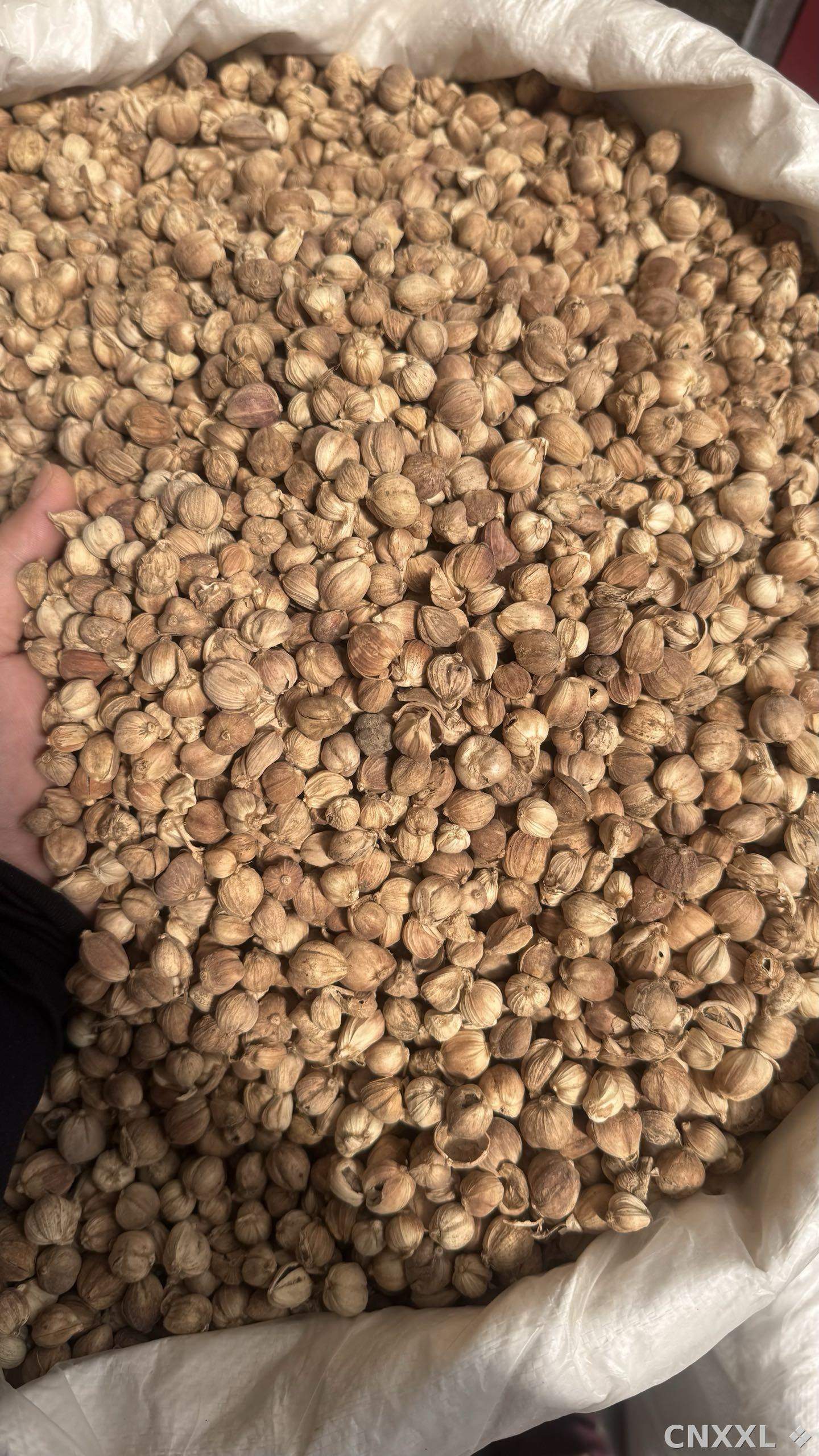 spice_19373_9ff086c6_3.jpg