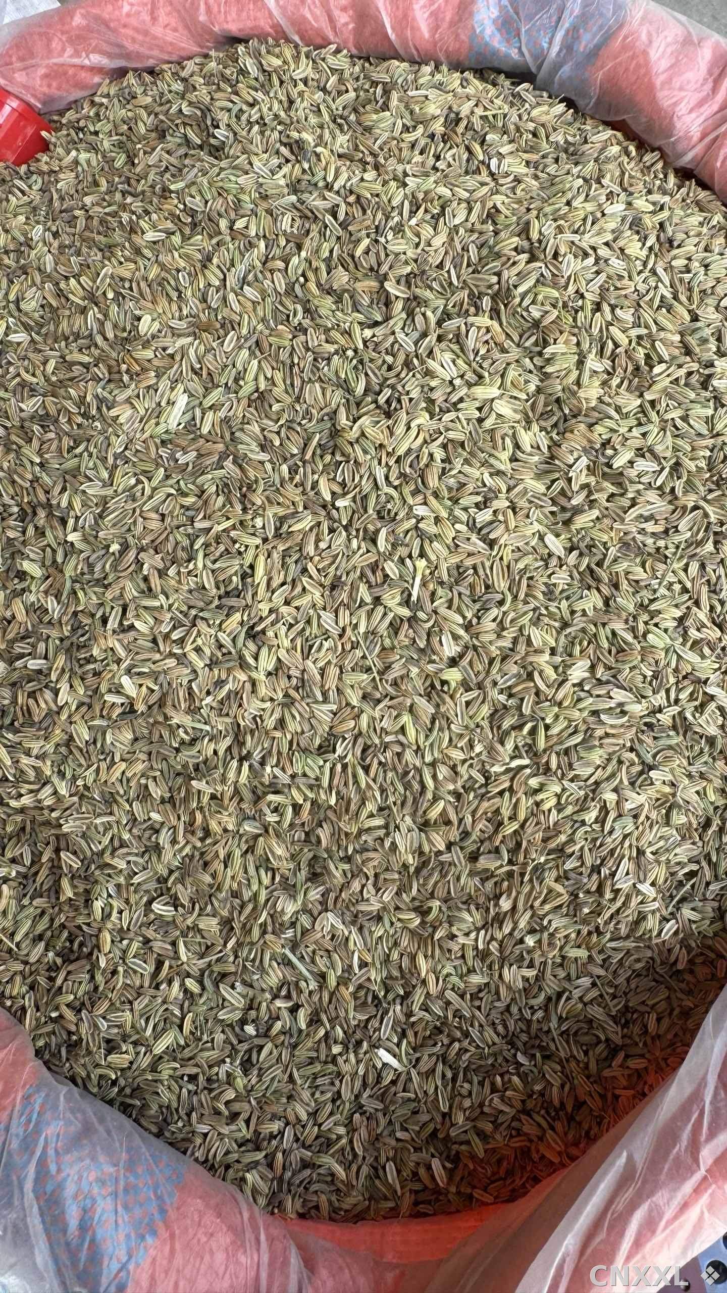 spice_19412_dc8250d7_3.jpg