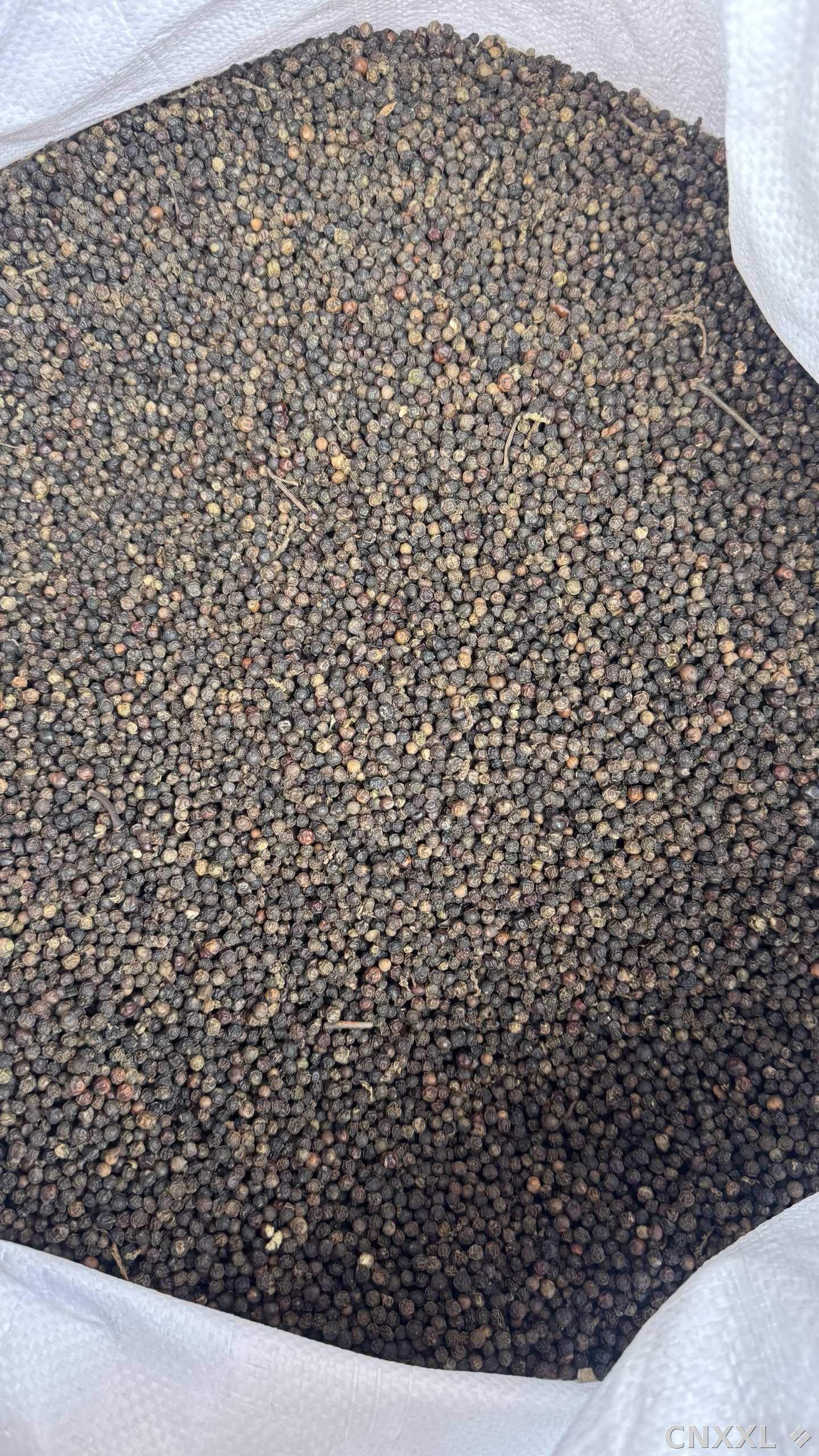 spice_19419_4b932210_3.jpg