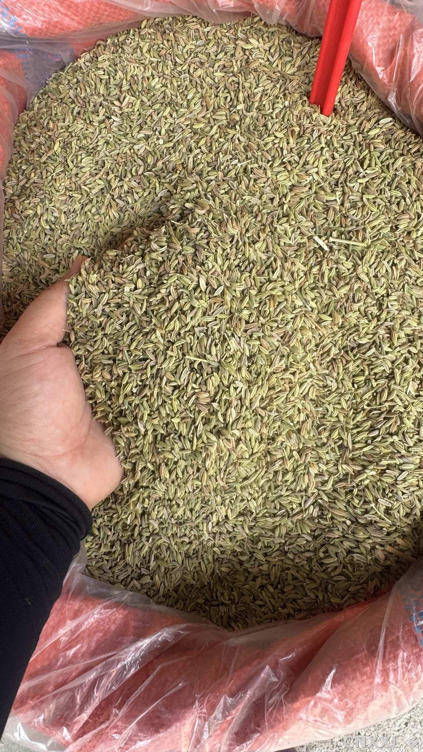 spice_19420_3e14c375_3.jpg