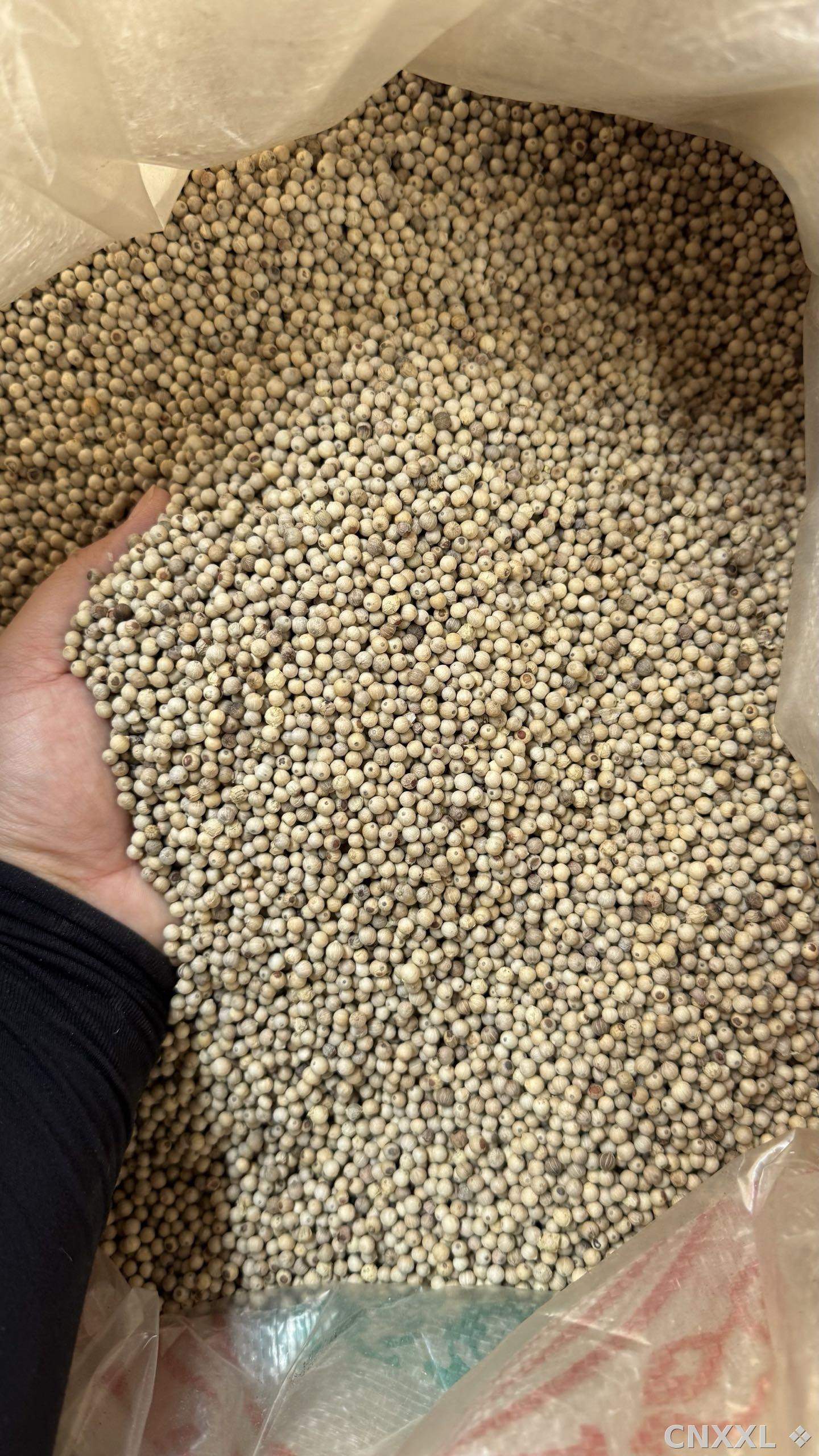 spice_19425_909b3107_3.jpg
